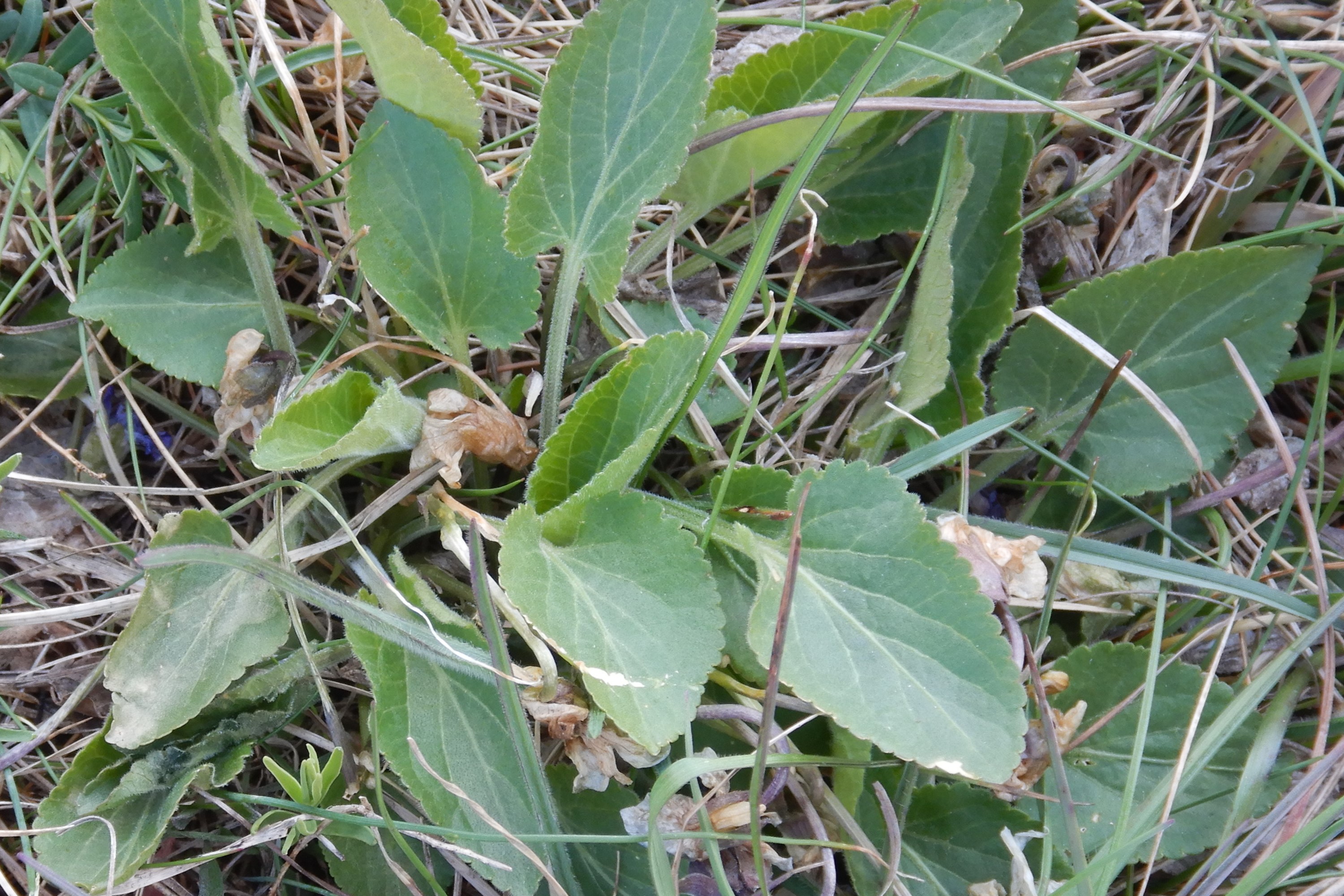 DSCN0045 viola ambigua kirchberg.JPG