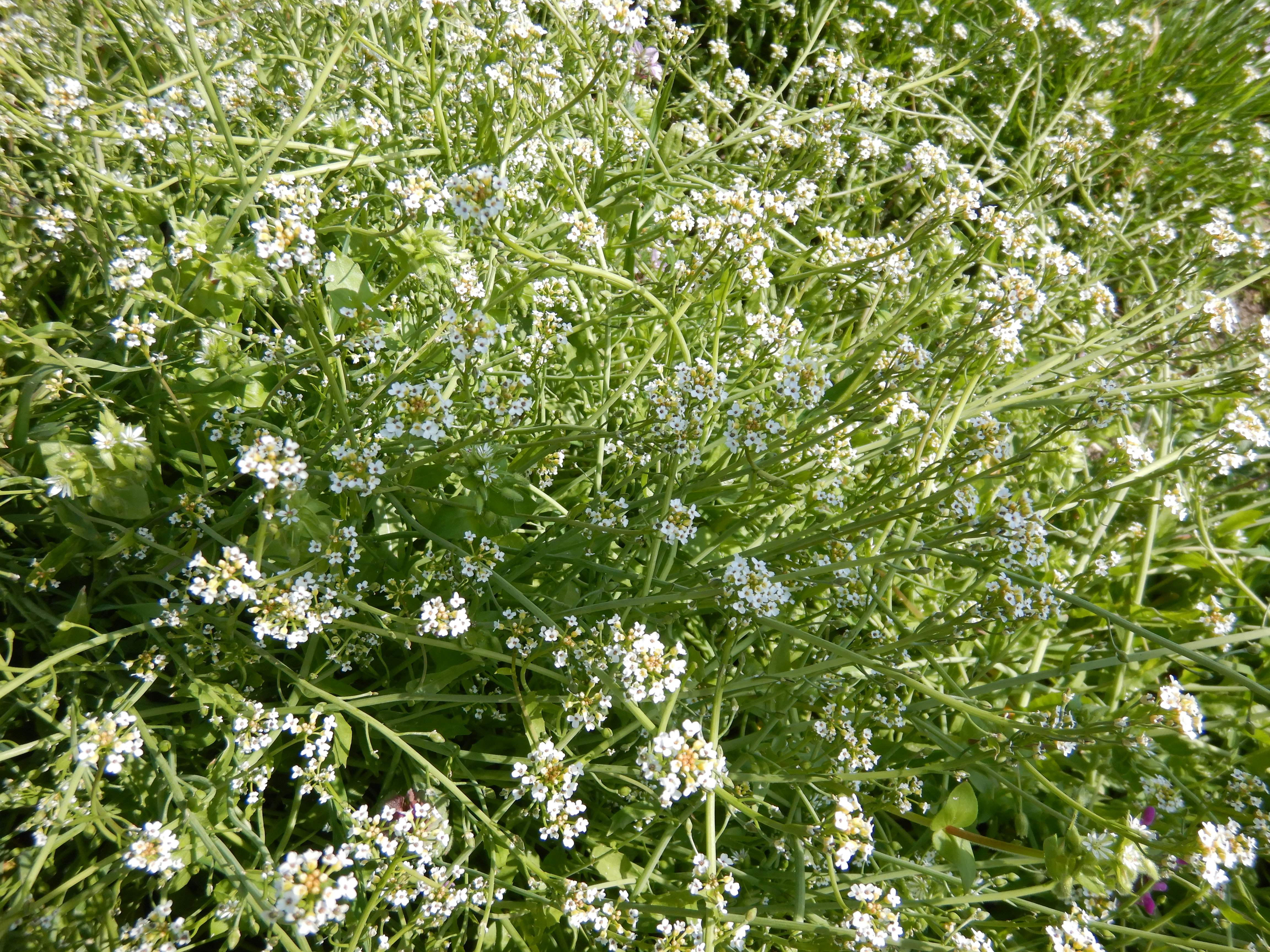 DSCN0066 calepina irregularis kirchberg (etc.).jpg