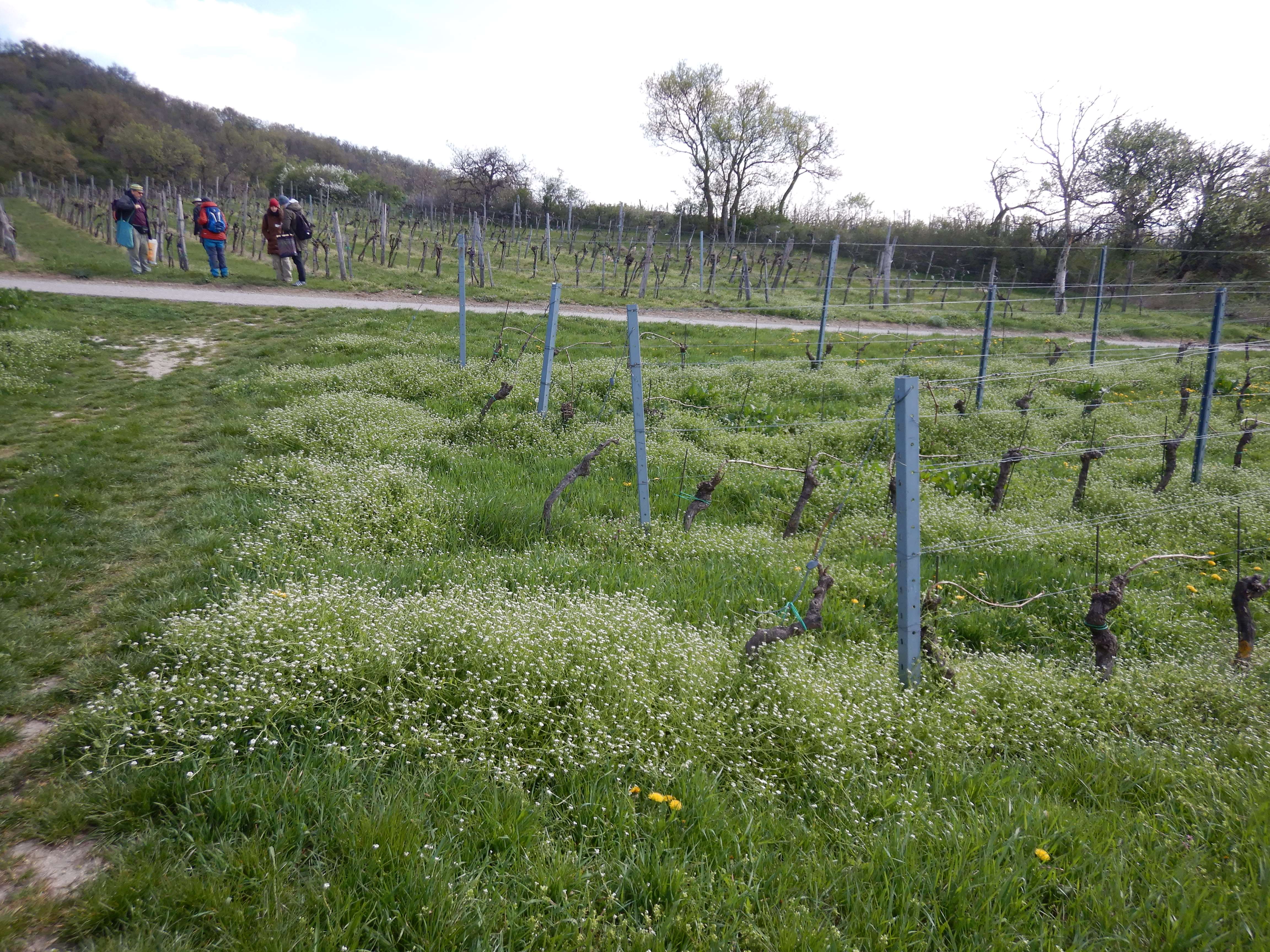 DSCN0093 calepina irregularis kirchberg (etc.).jpg