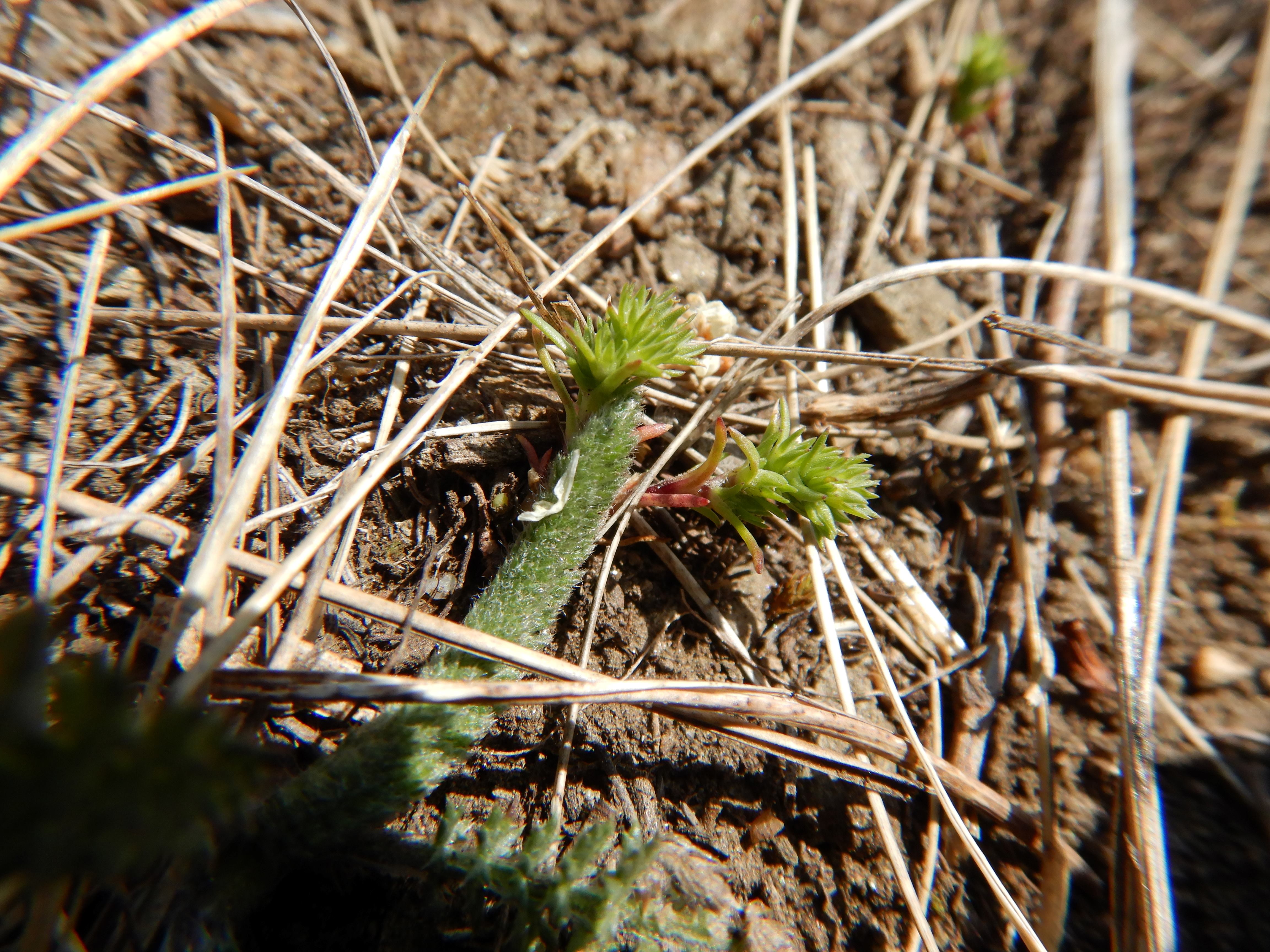 DSCN0113 scleranthus verticillatus hackelsberg.jpg