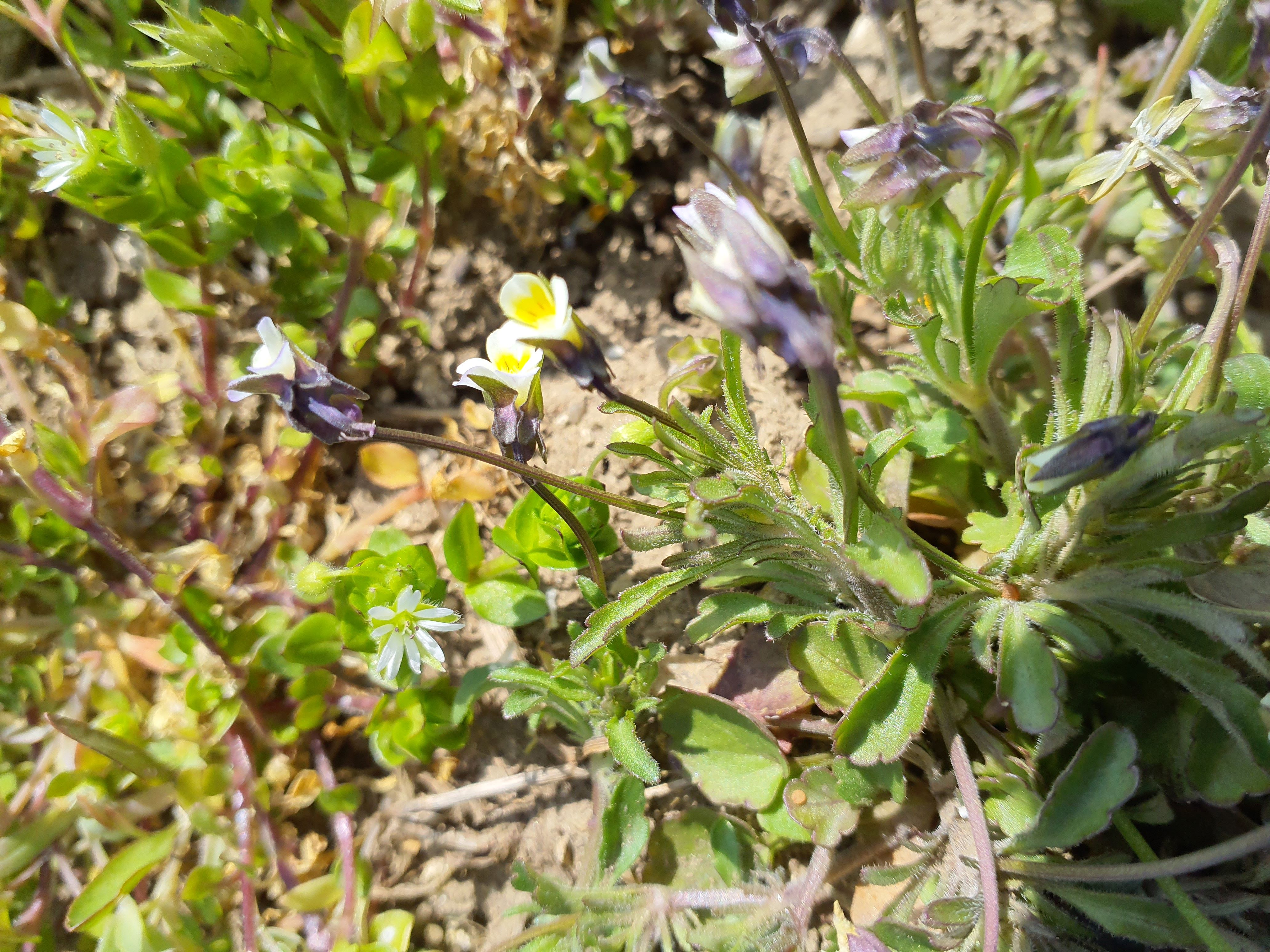 IMG_20260411_114737 viola (+-) kitaibeliana hackelsberg etc..jpg