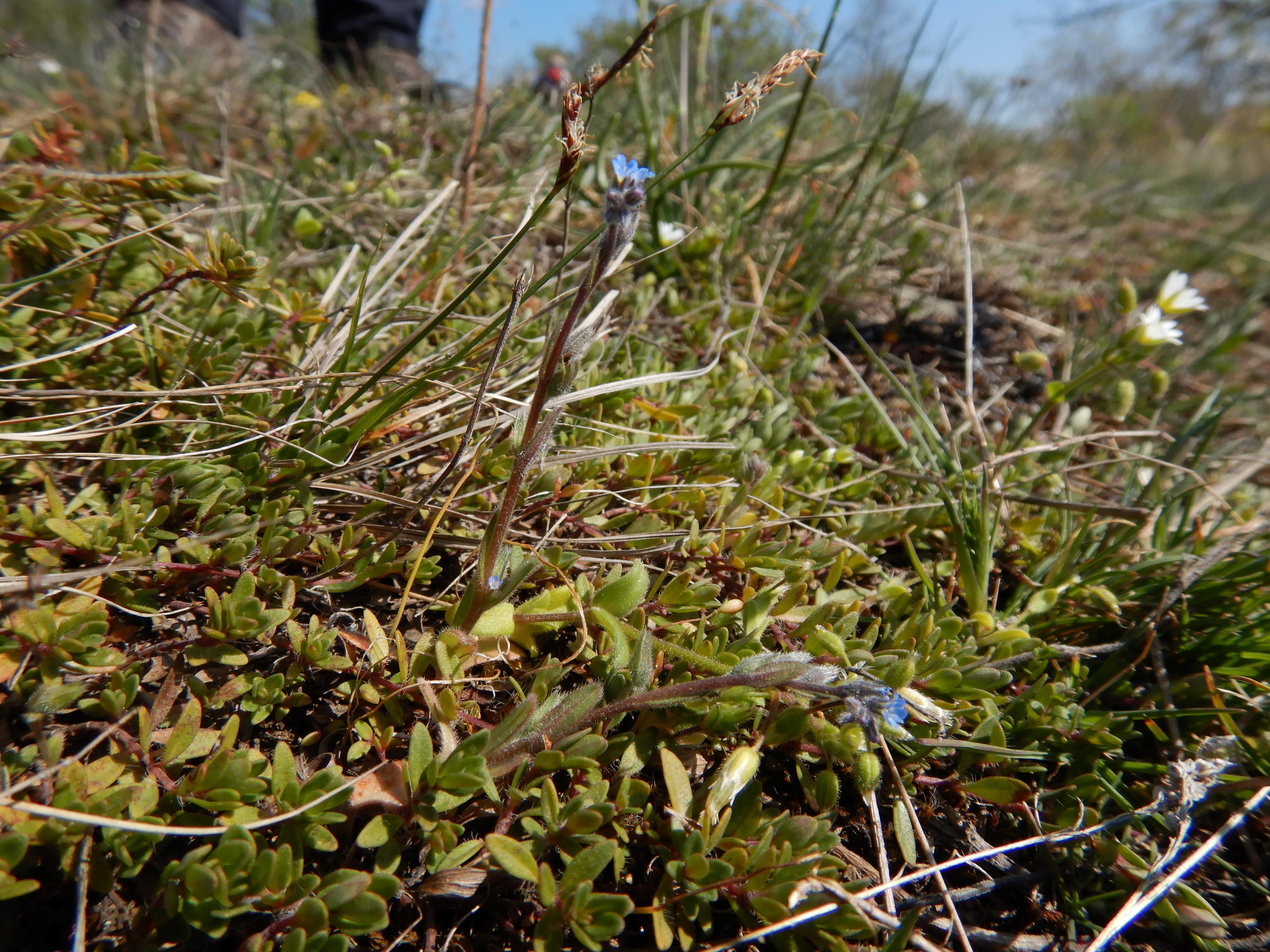 DSCN0189 myosotis stricta hackelsberg.jpg