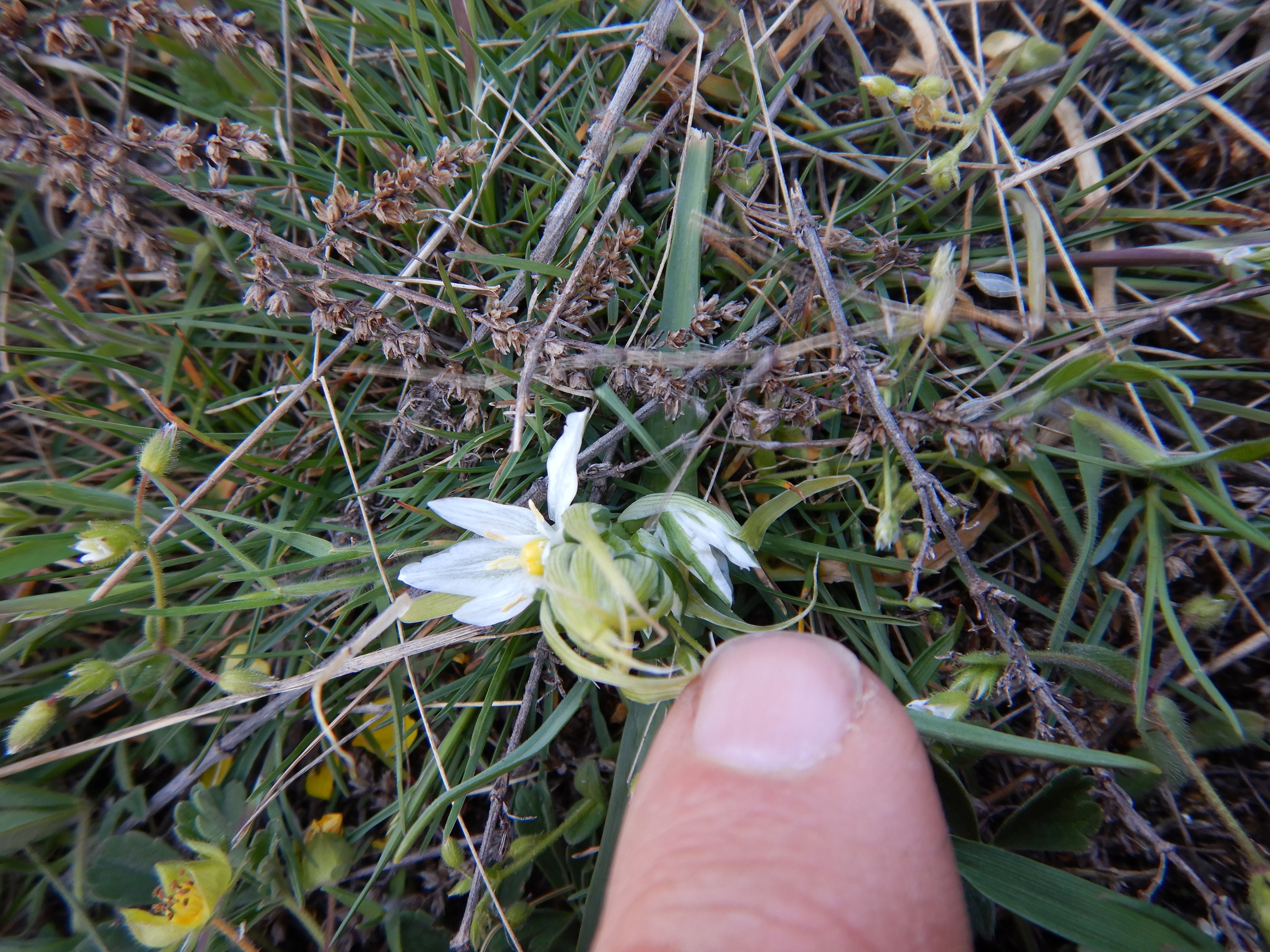 DSCN0192 orithogalum pannonicum hackelsberg etc..jpg