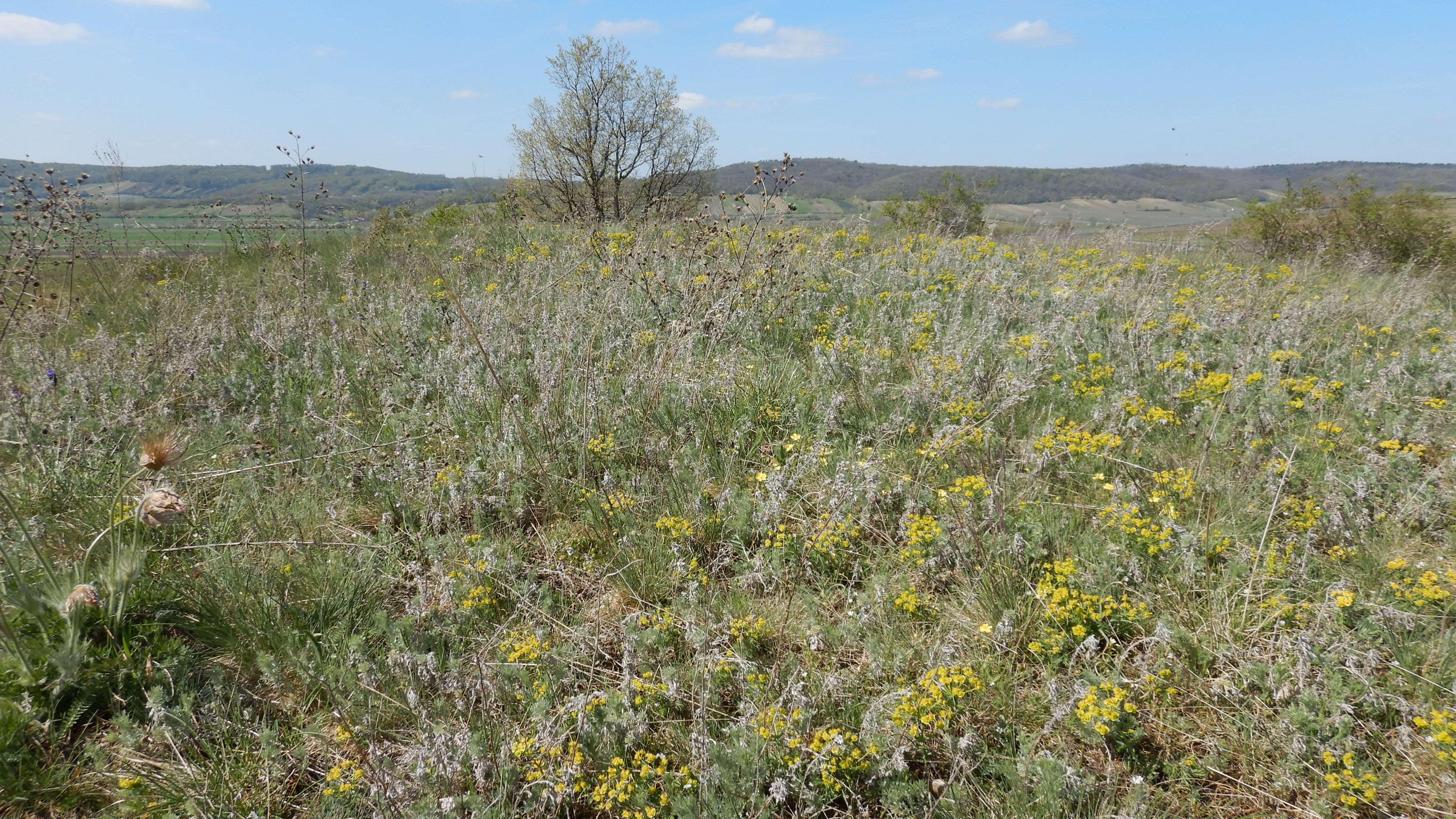 DSCN0204 artemisia austriaca überall, euphorbia cyparissias verbreitet.jpg