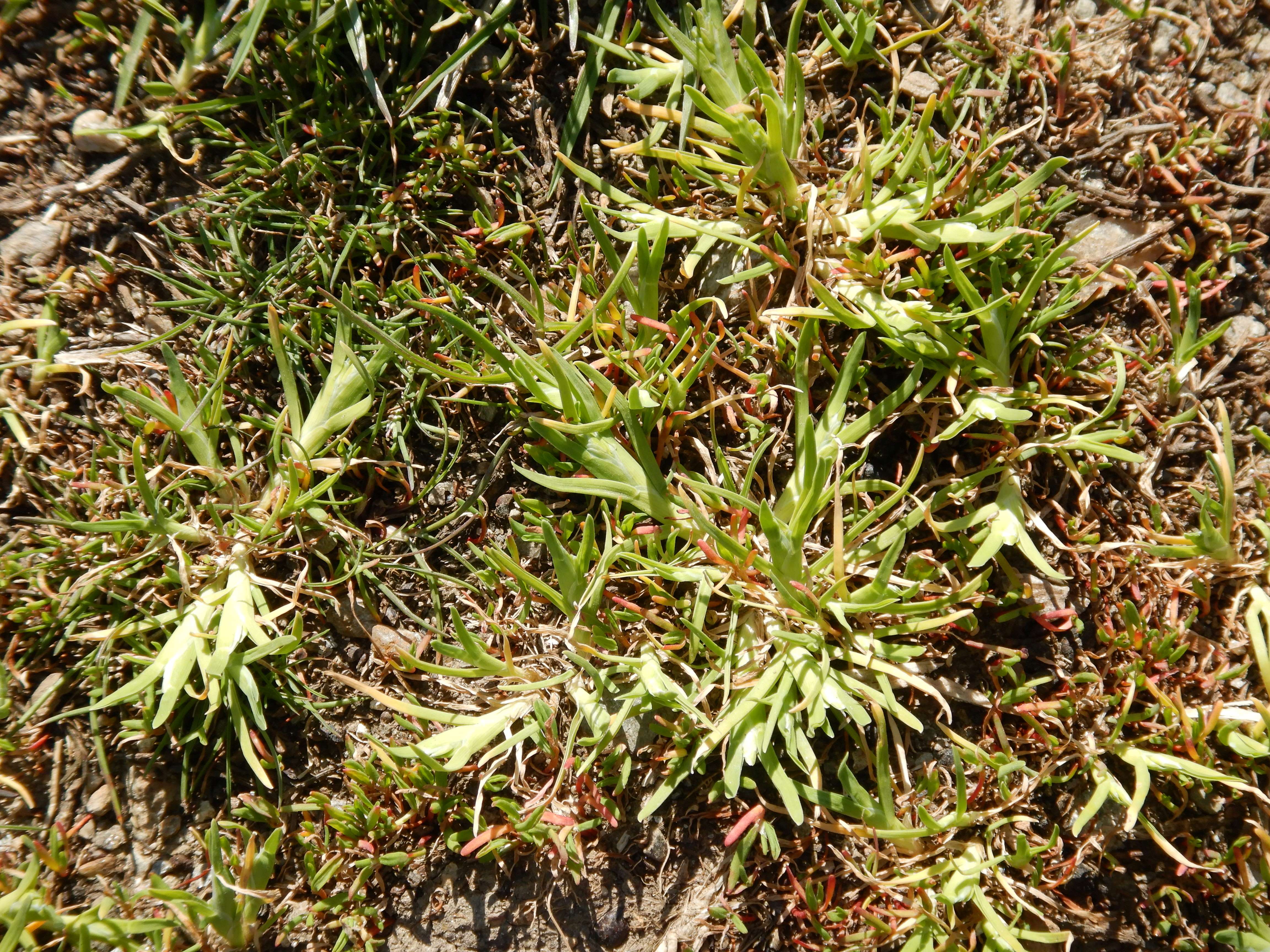 DSCN0211 sclerochloa dura.jpg