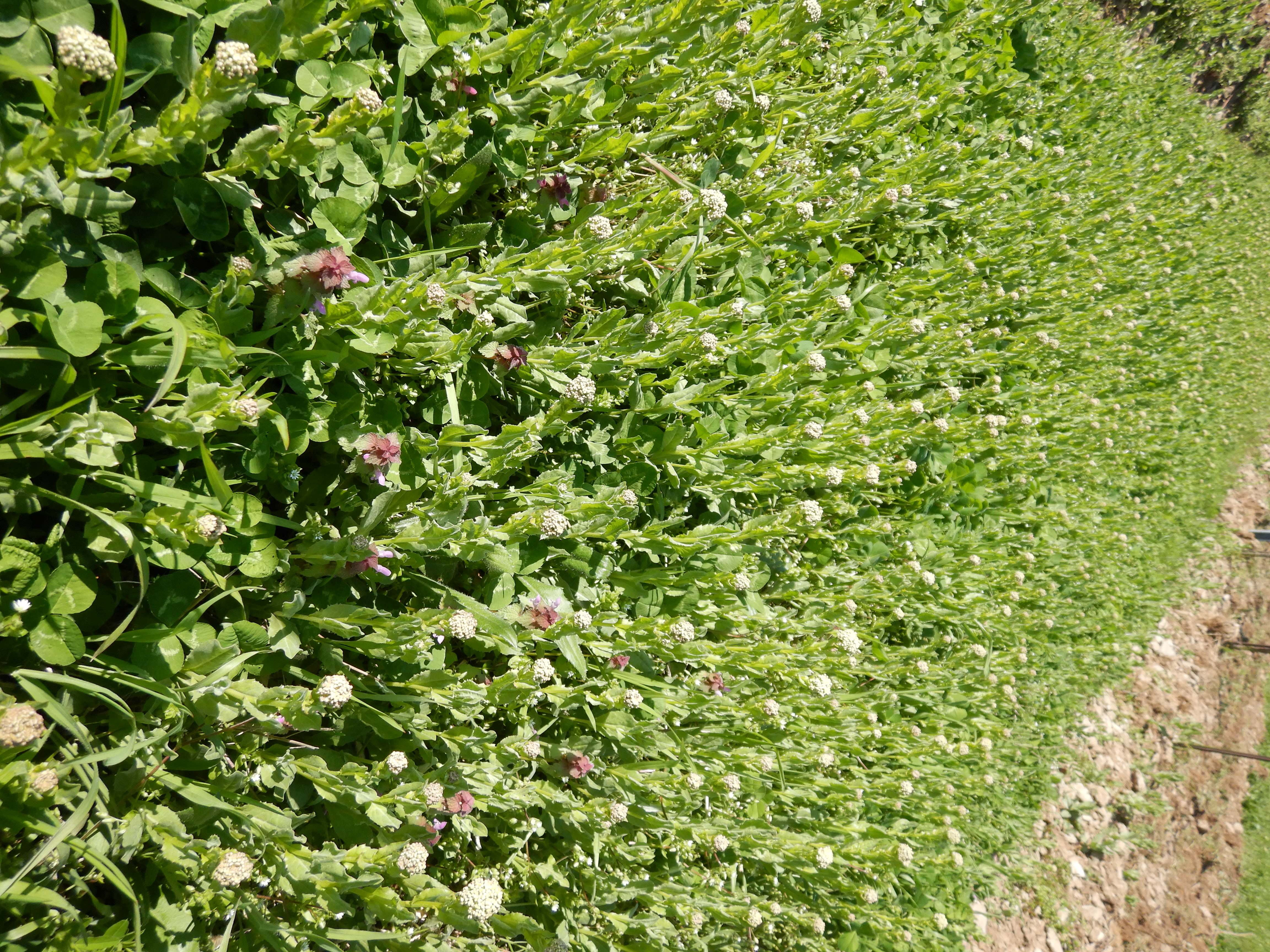 DSCN0216 lepidium draba hackelsberg etc..jpg