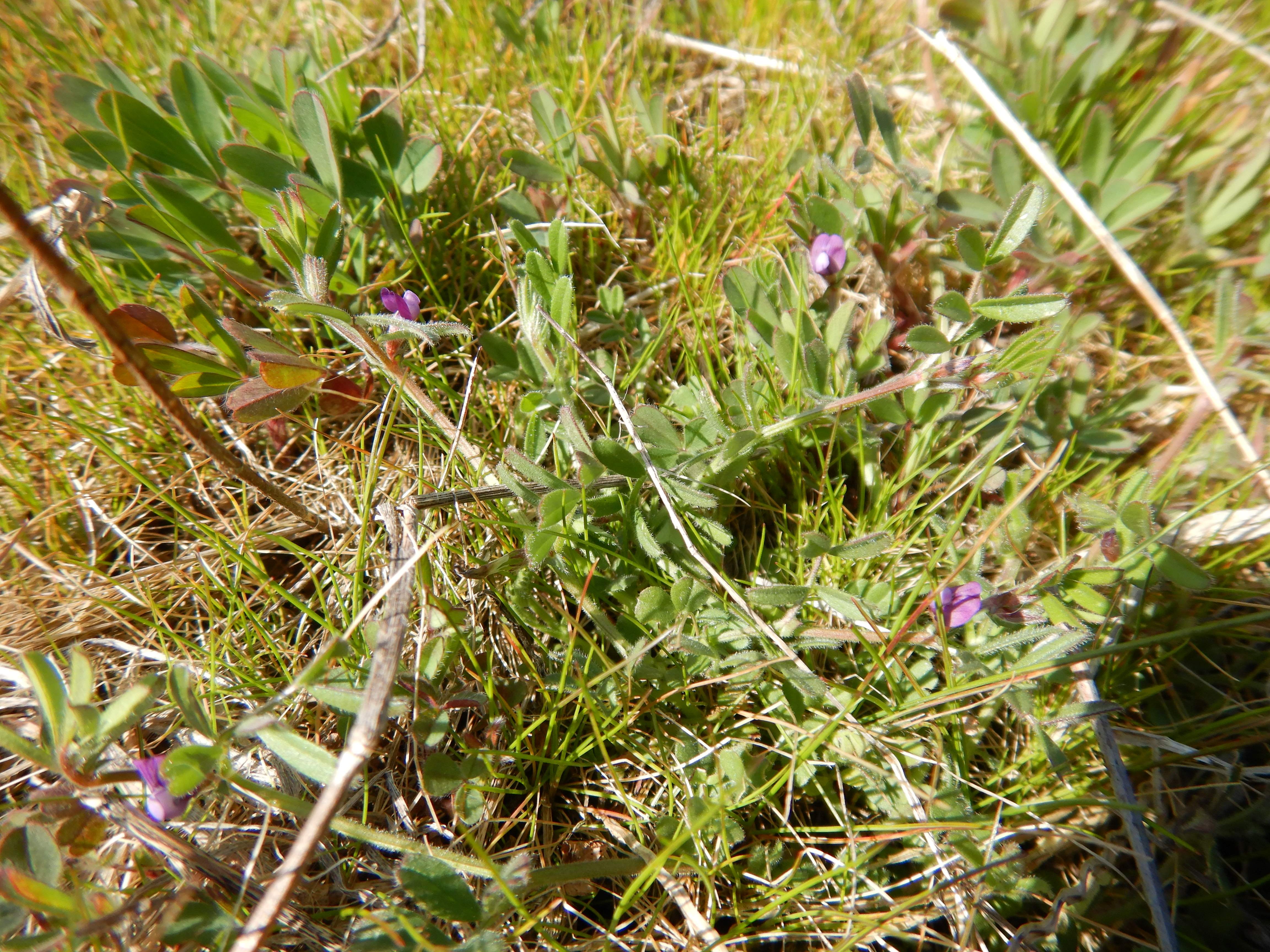 DSCN0217 vicia lathyroides überall.jpg