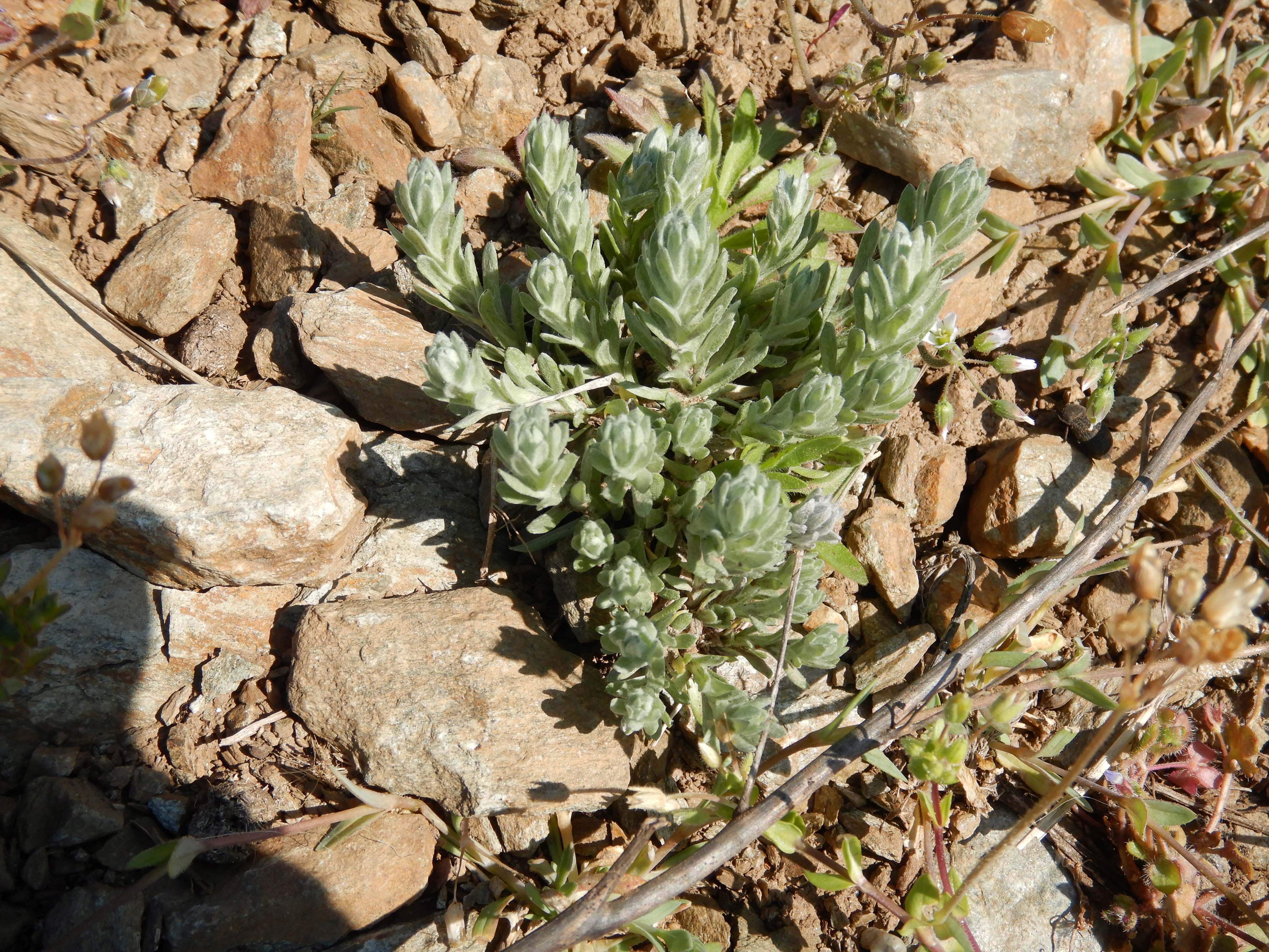 DSCN0223 filago cf. arvensis.jpg