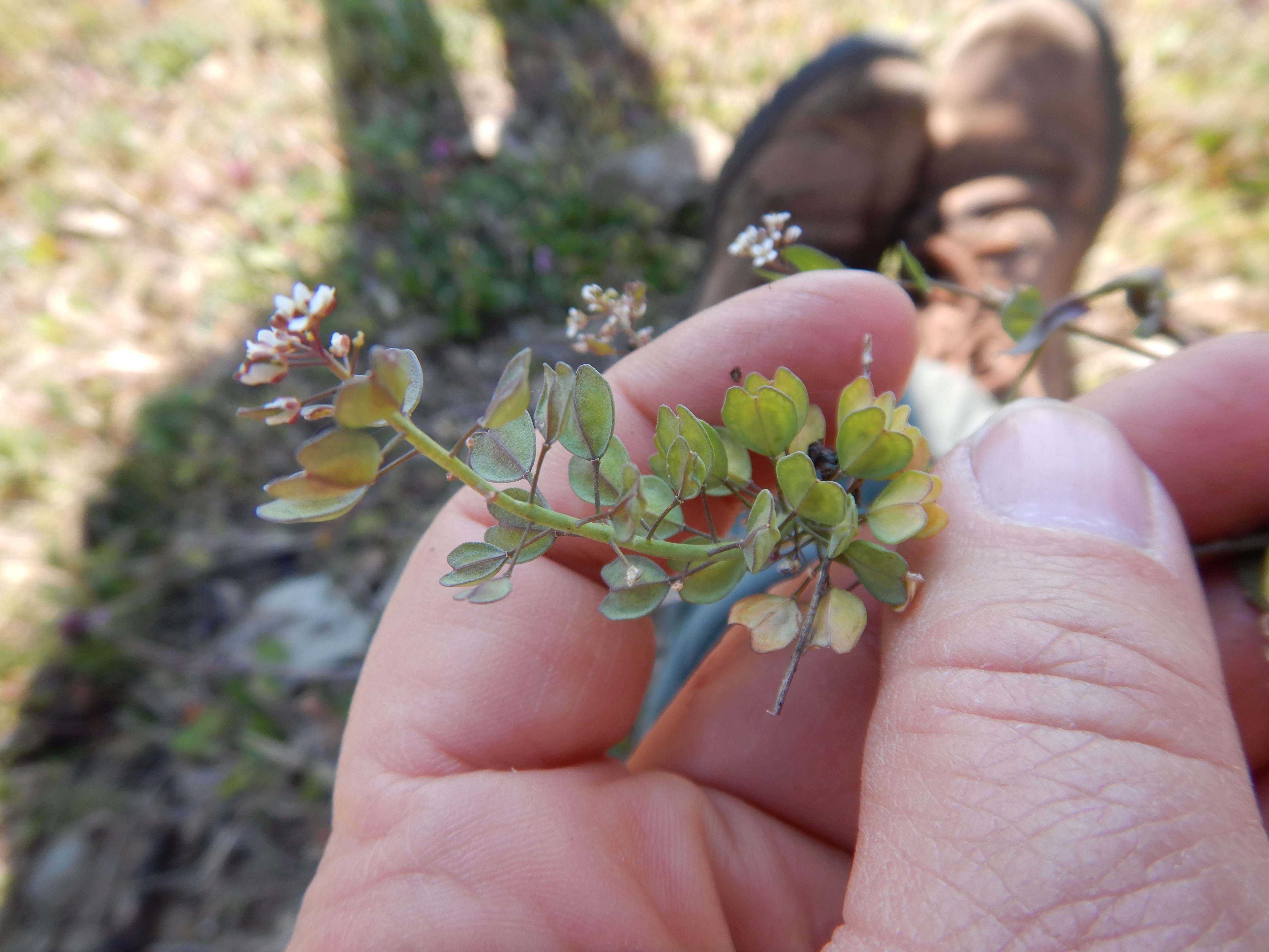 DSCN0225 noccea cf. erratica.jpg