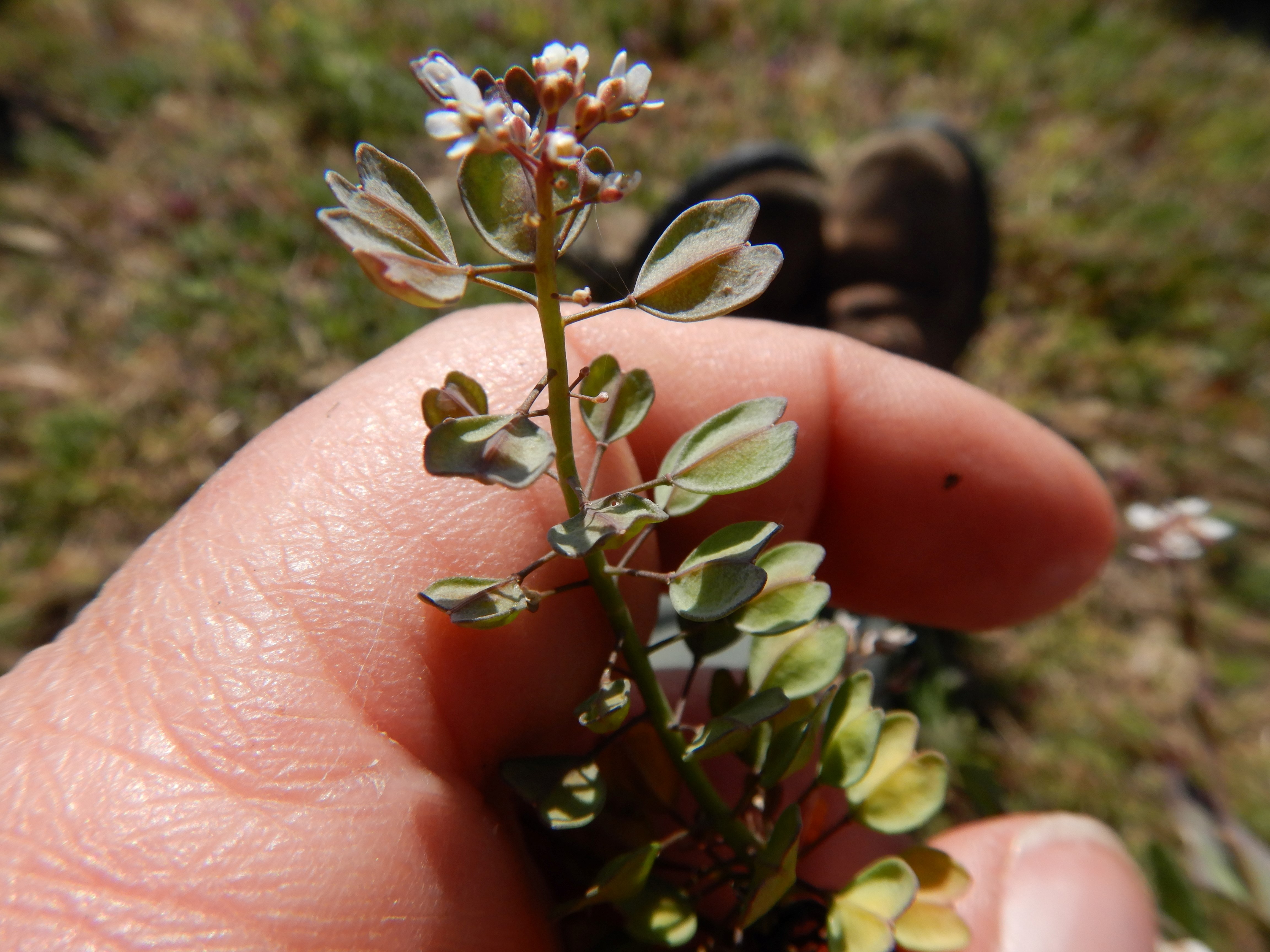 DSCN0227 noccea cf. erratica.jpg