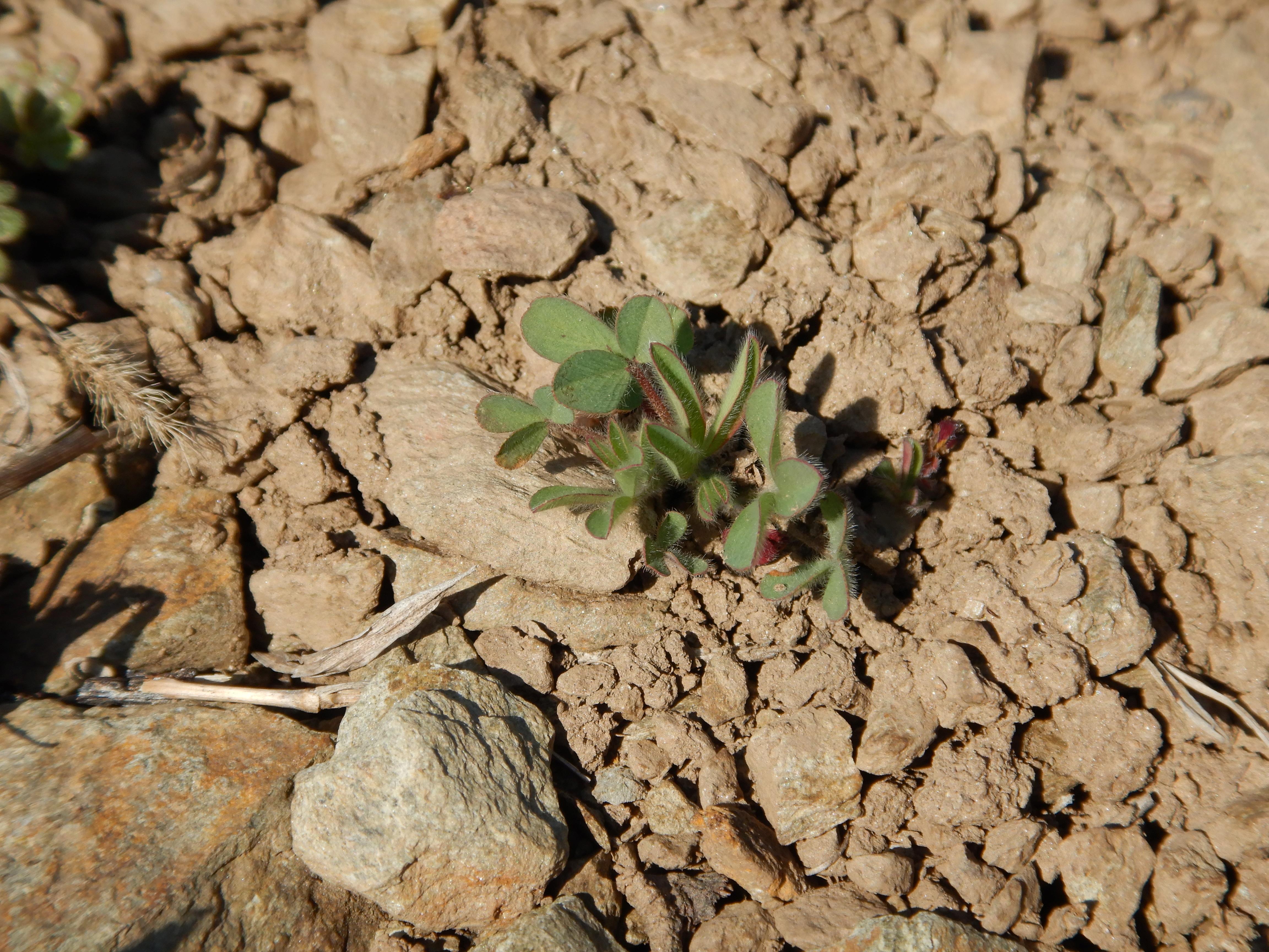 DSCN0240 trifolium arvense.jpg