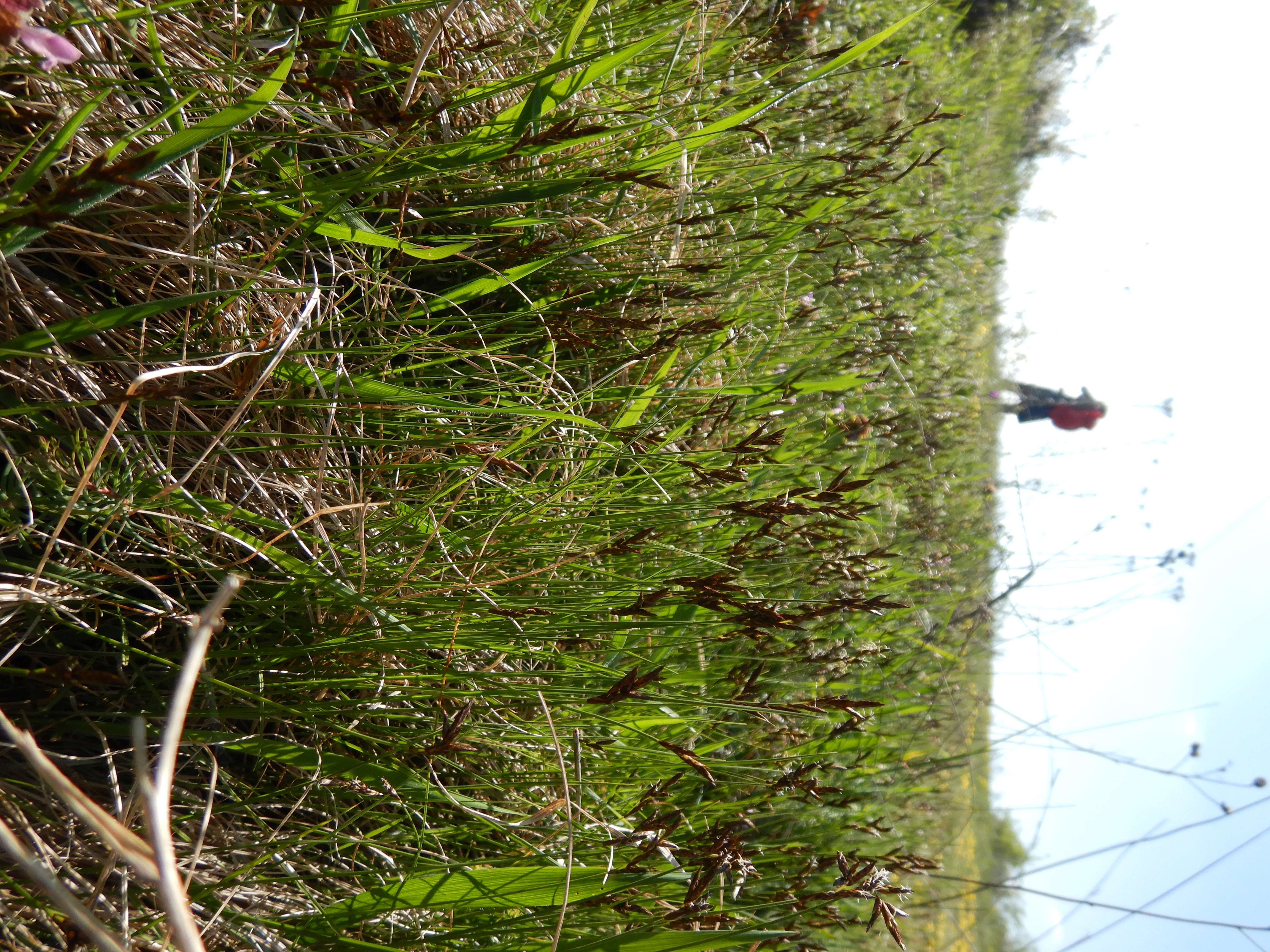 DSCN0253 carex praecox.jpg