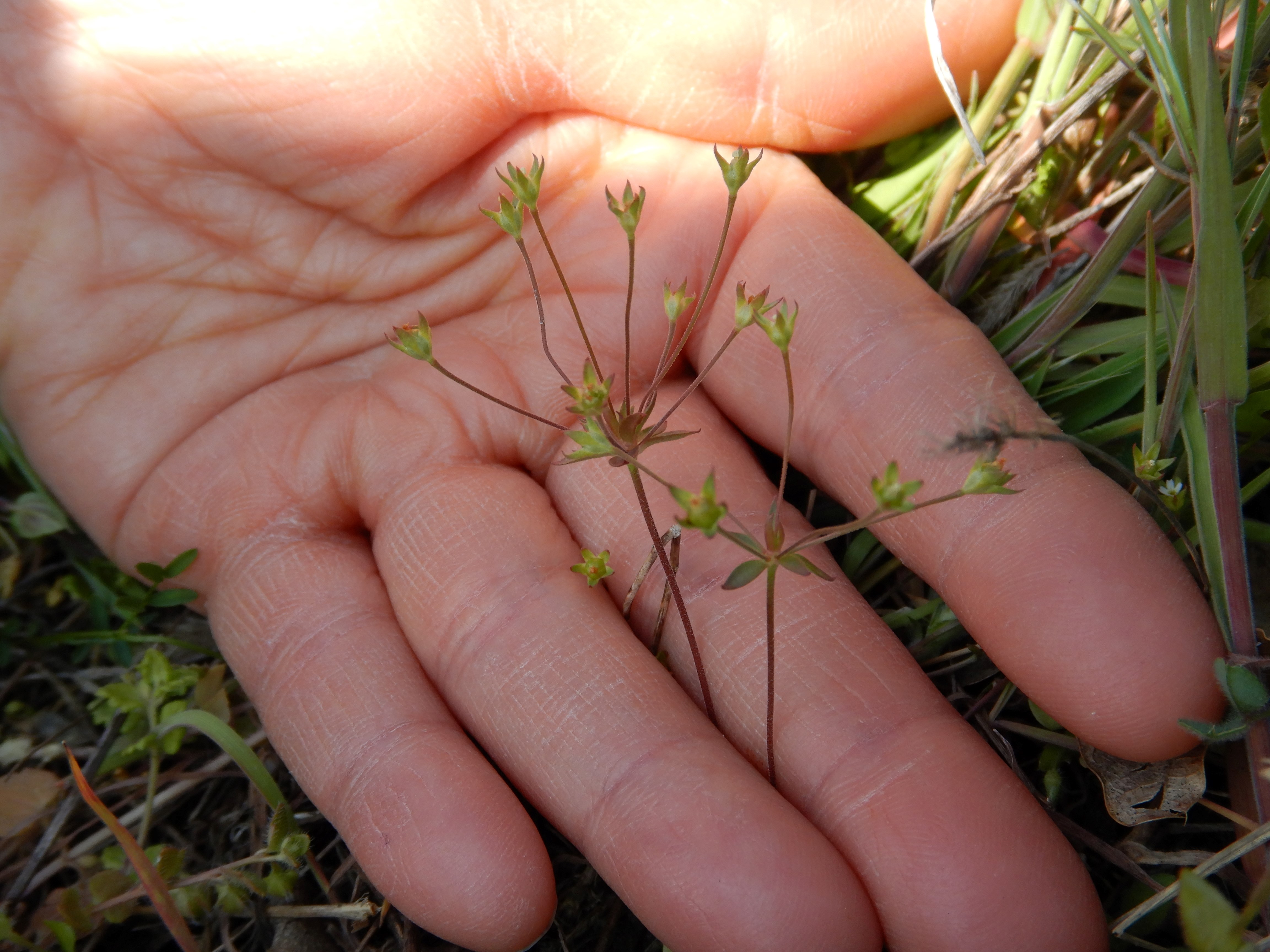 DSCN0289 androsace elongata jungerberg zerstreut.jpg