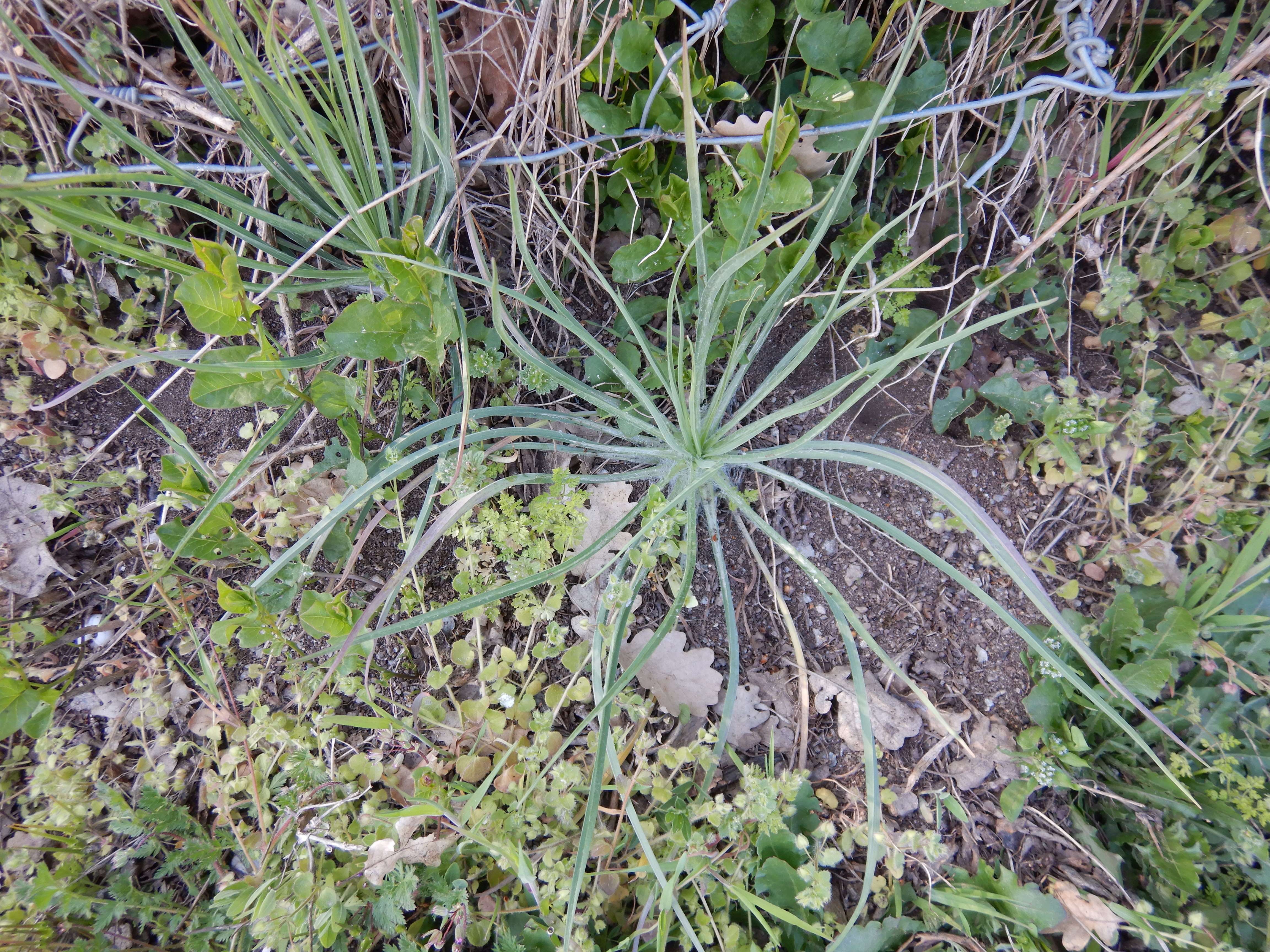 DSCN0294 tragopogon dubius.jpg