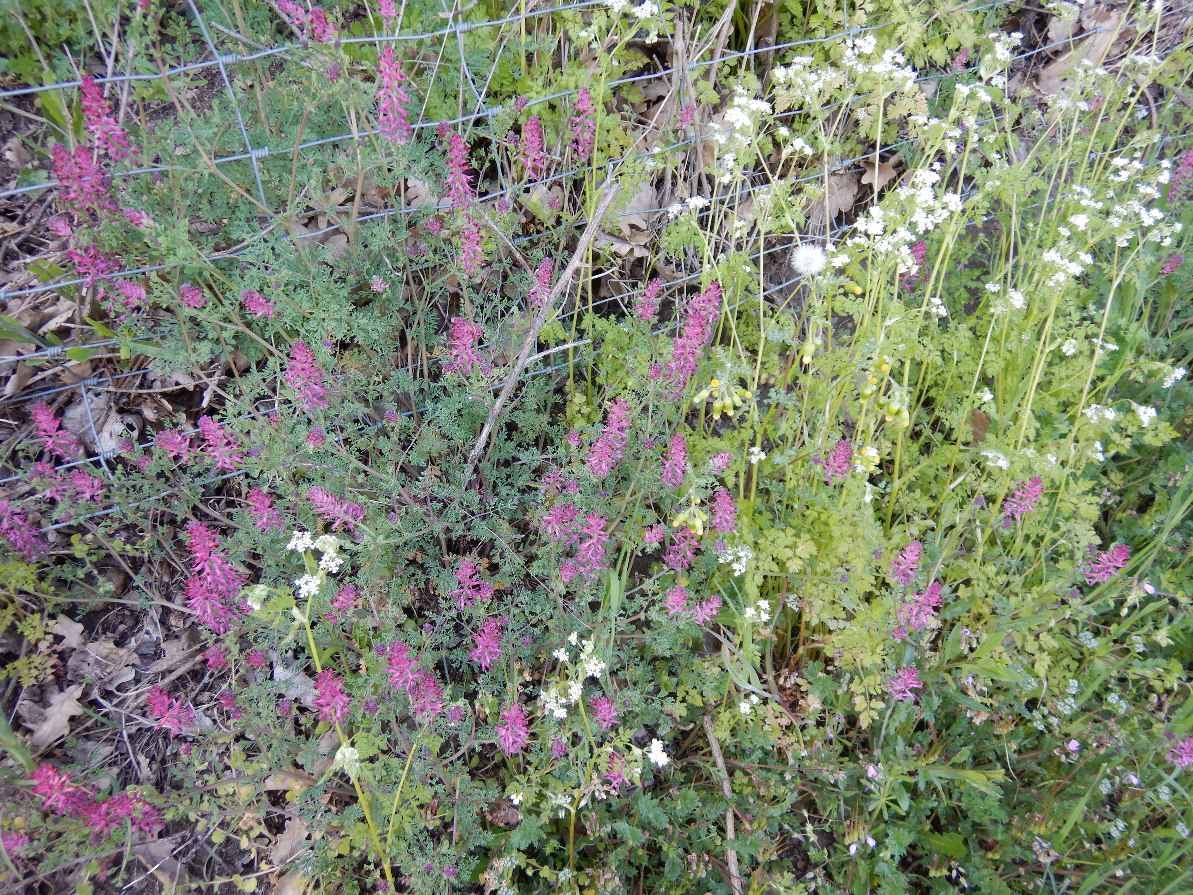 DSCN0296 fumaria officinalis jungerberg etc..jpg