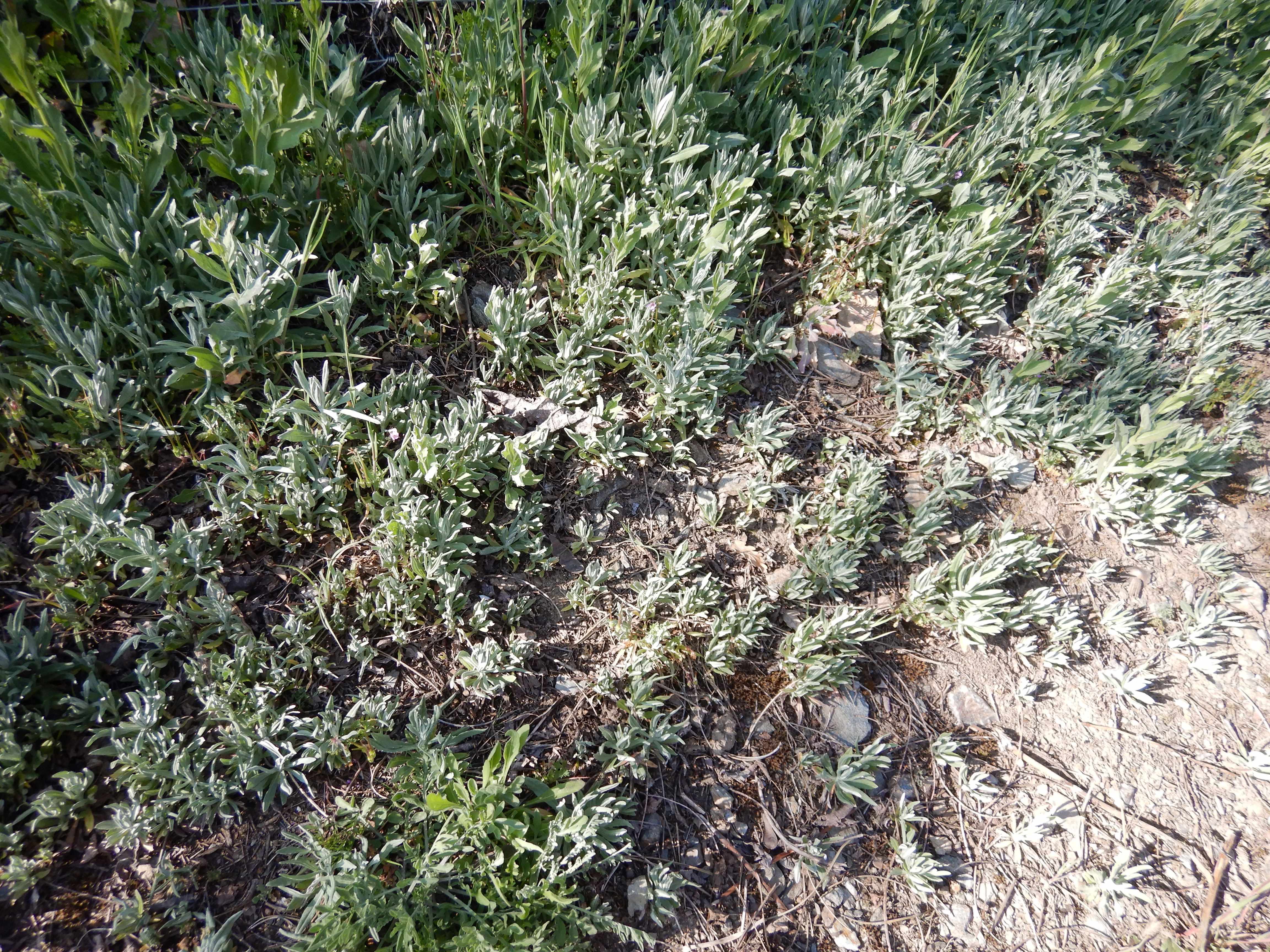 DSCN0297 xeranthemum annuum jungerberg.jpg