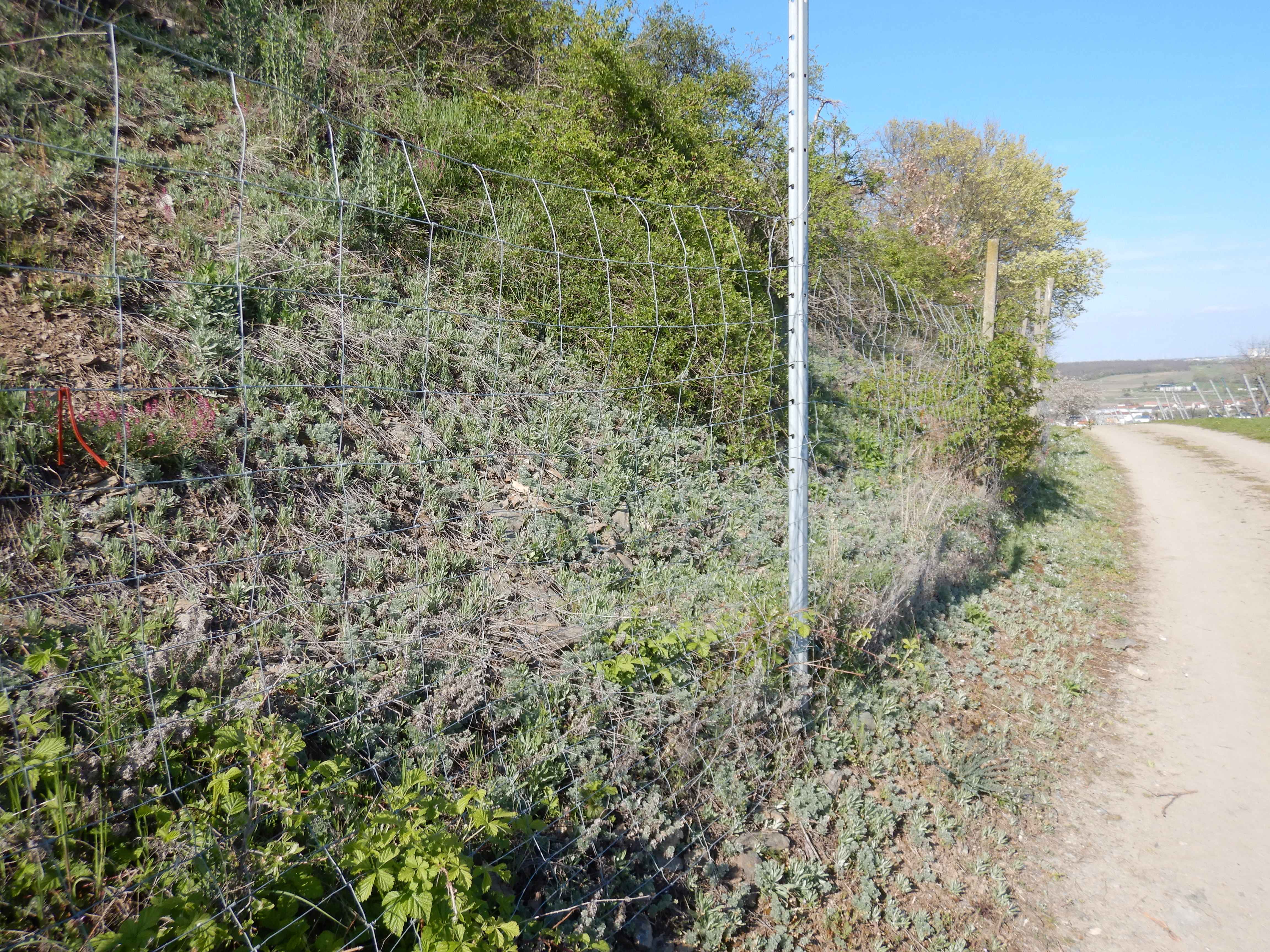 DSCN0298 xeranthemum annuum jungerberg.jpg