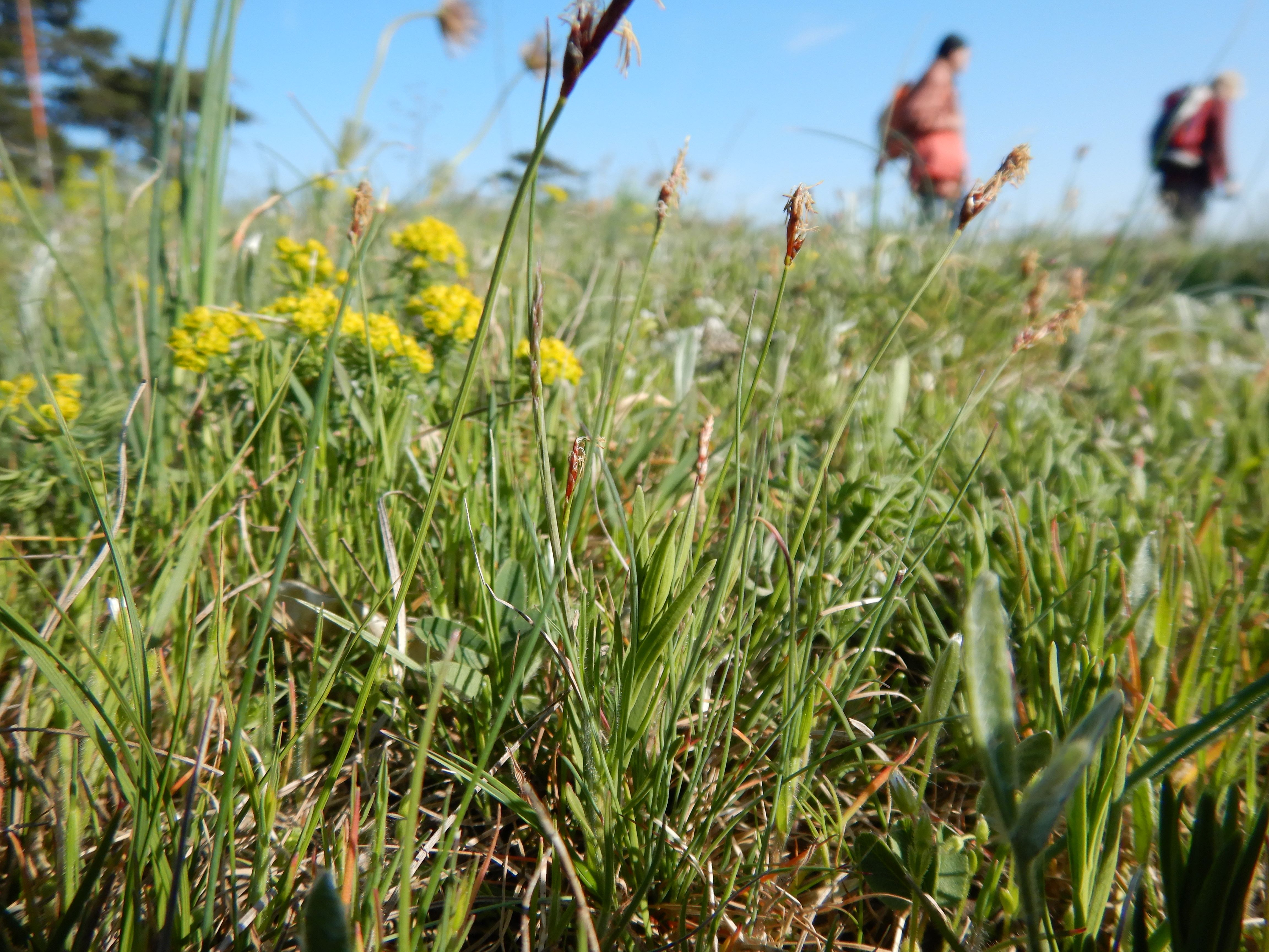 DSCN0311 carex supina überall.jpg