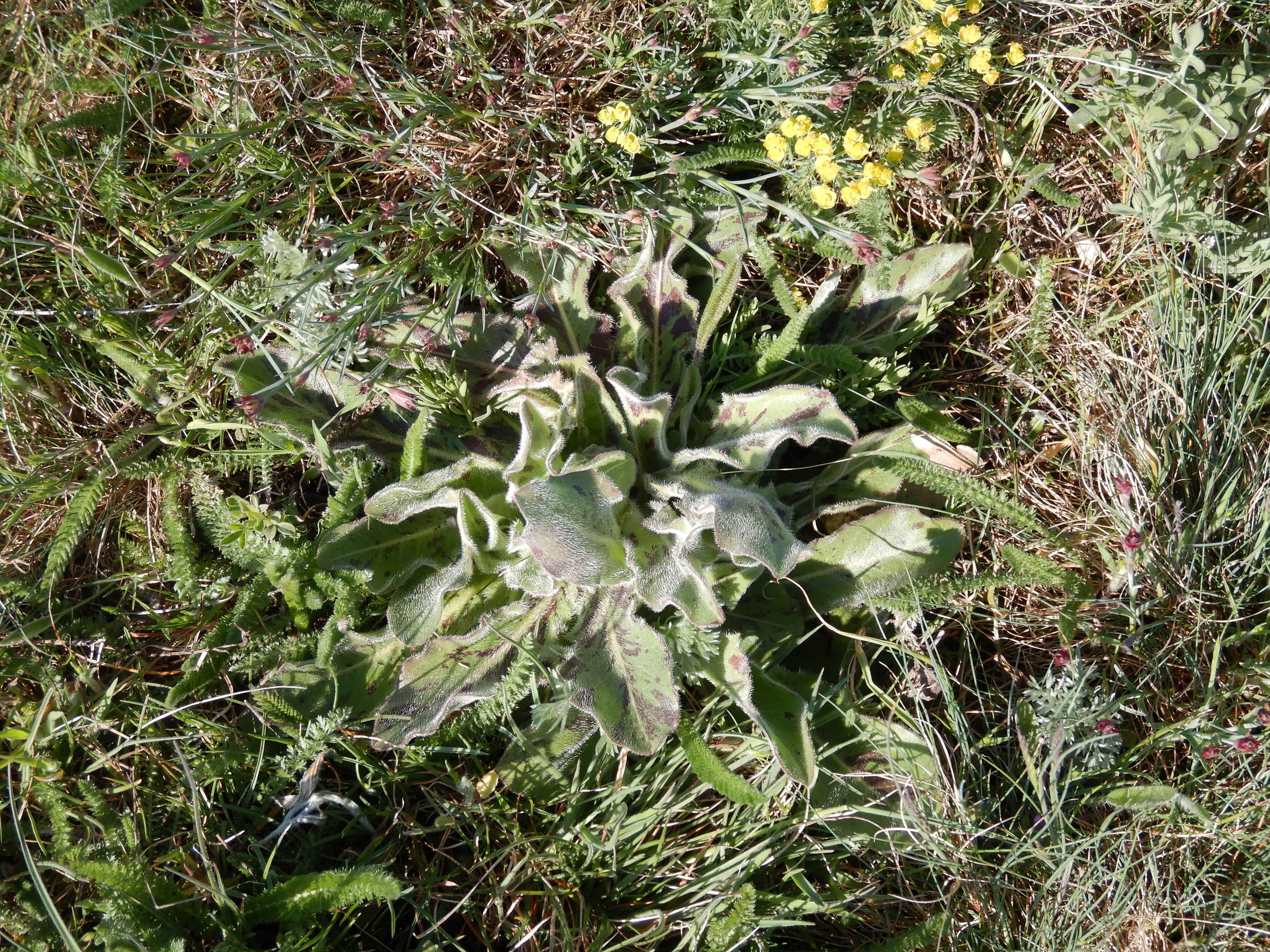 DSCN0312 hypochaeris maculata hackels- und jungerberg.jpg