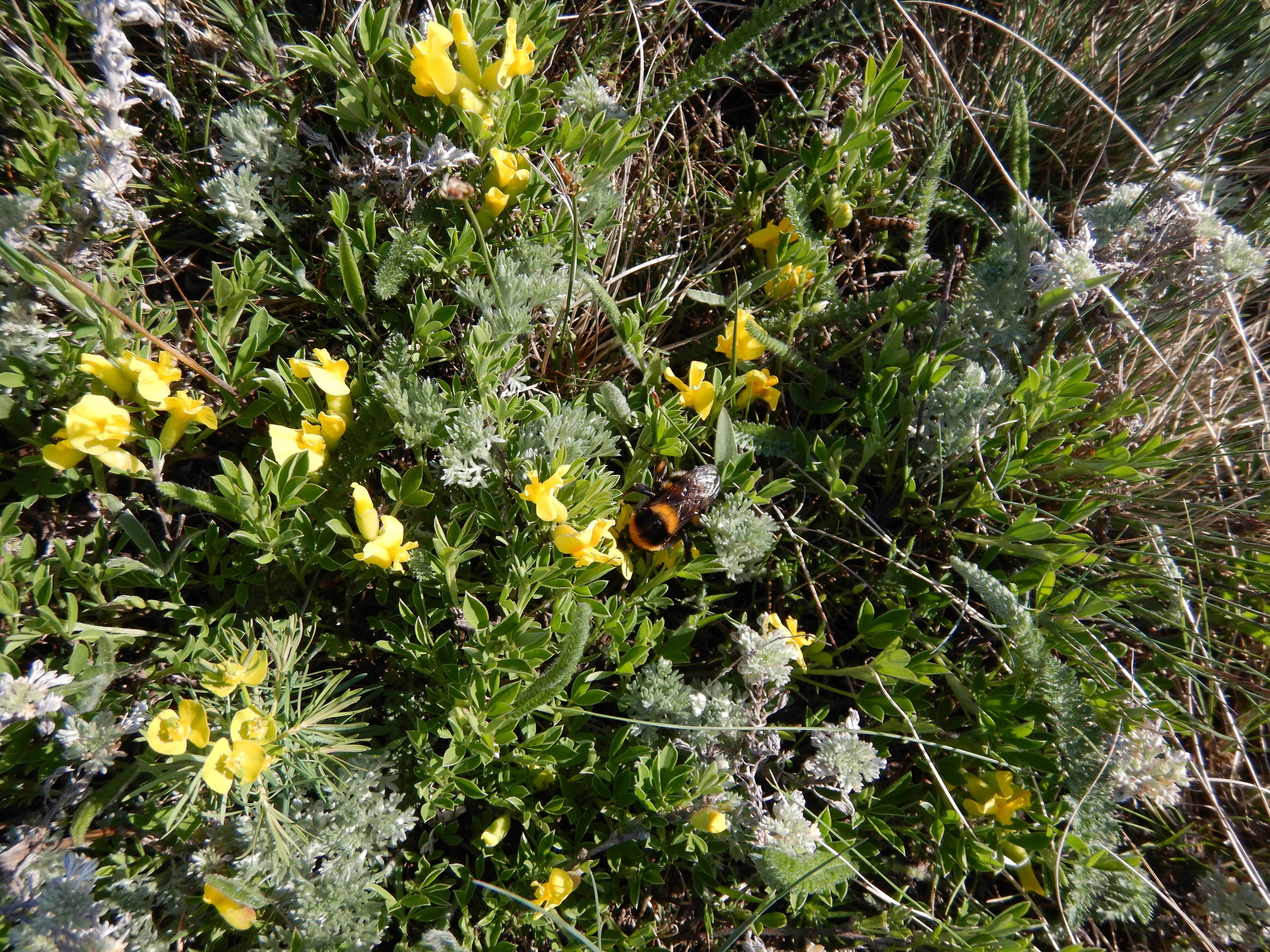 DSCN0326 chamaecytisus ratisbonensis + artemisia austriaca überall.jpg
