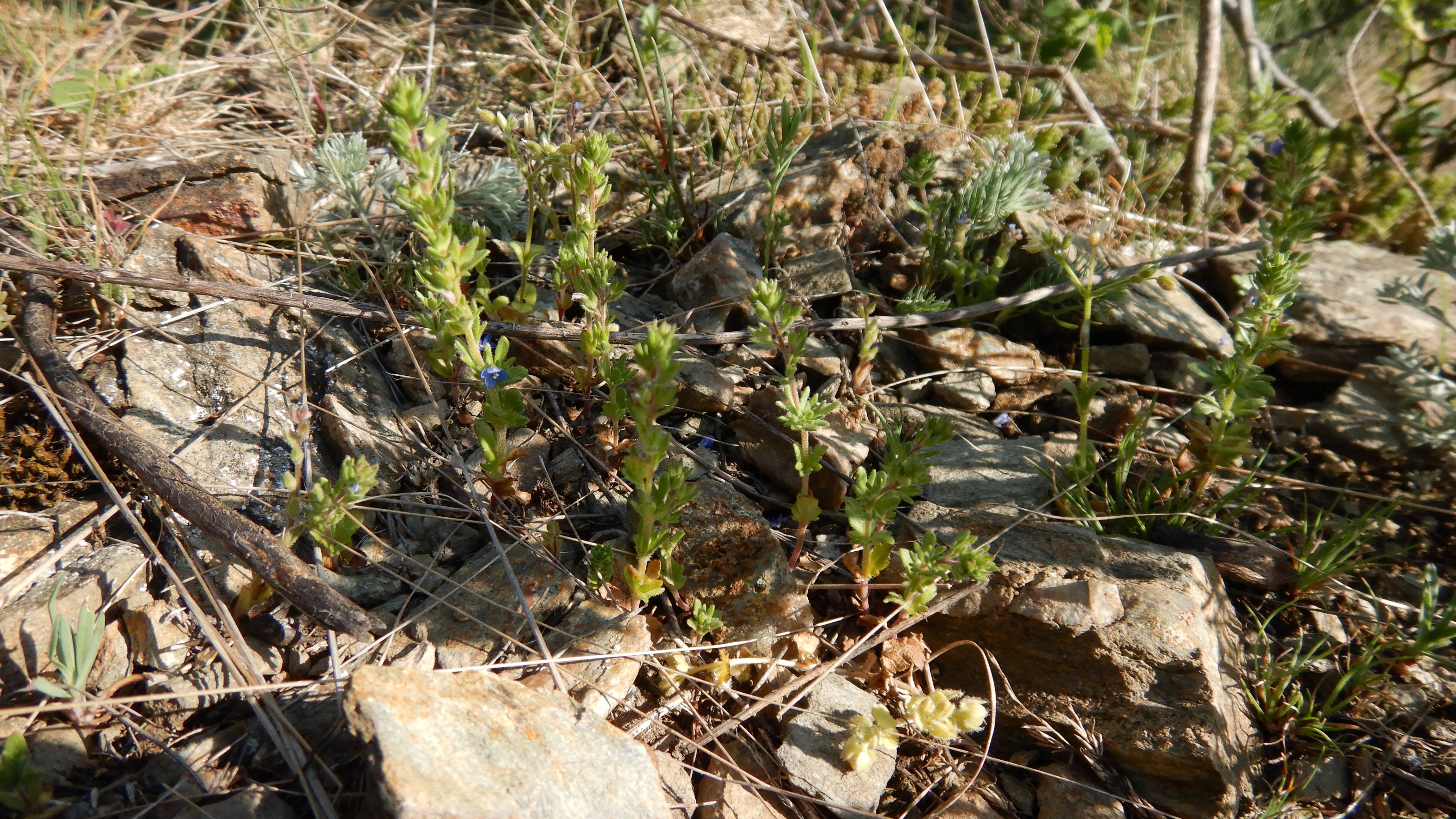 DSCN0353 veronica dillenii.jpg