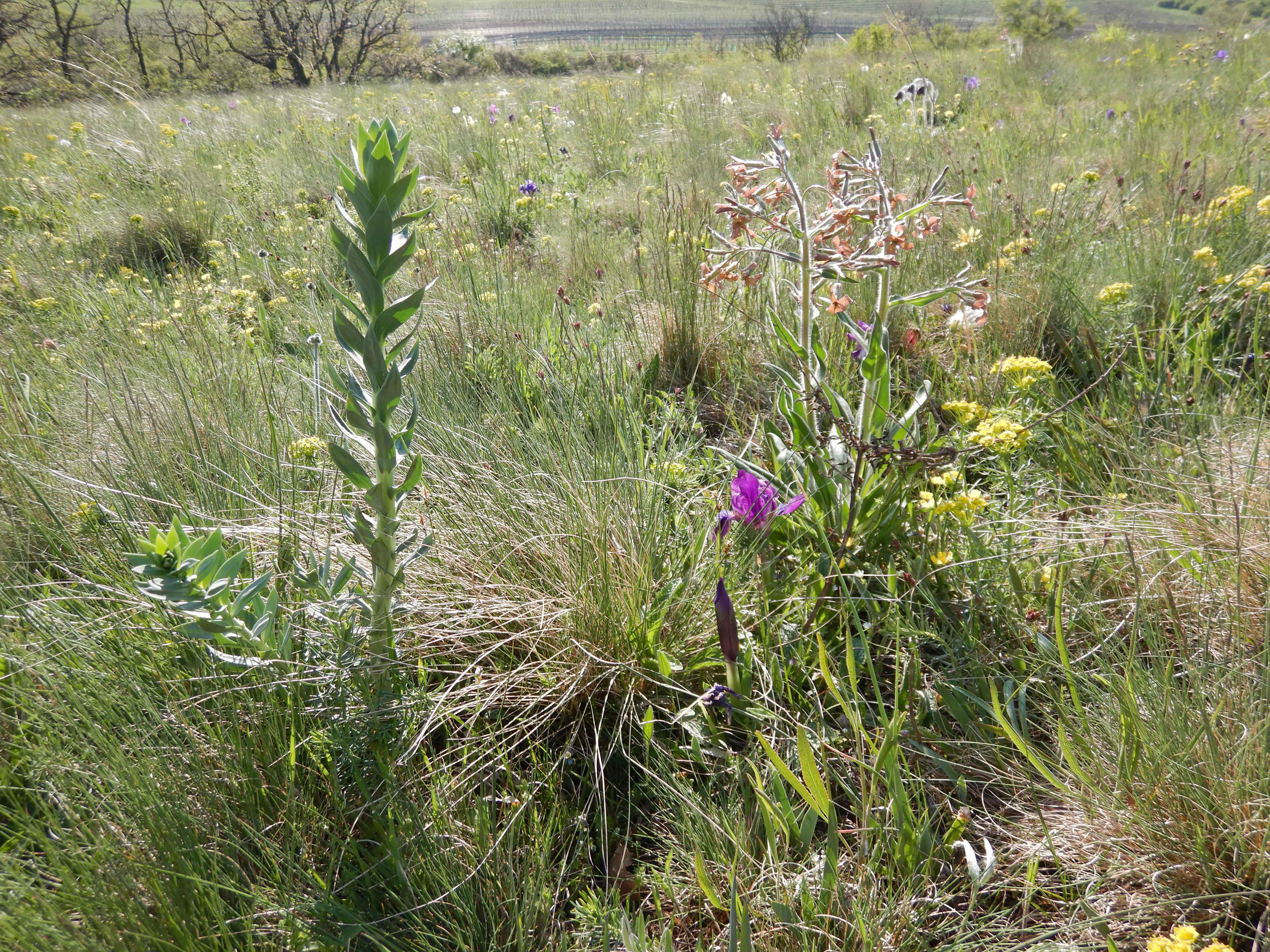 DSCN0363 potpourri jungerberg.jpg