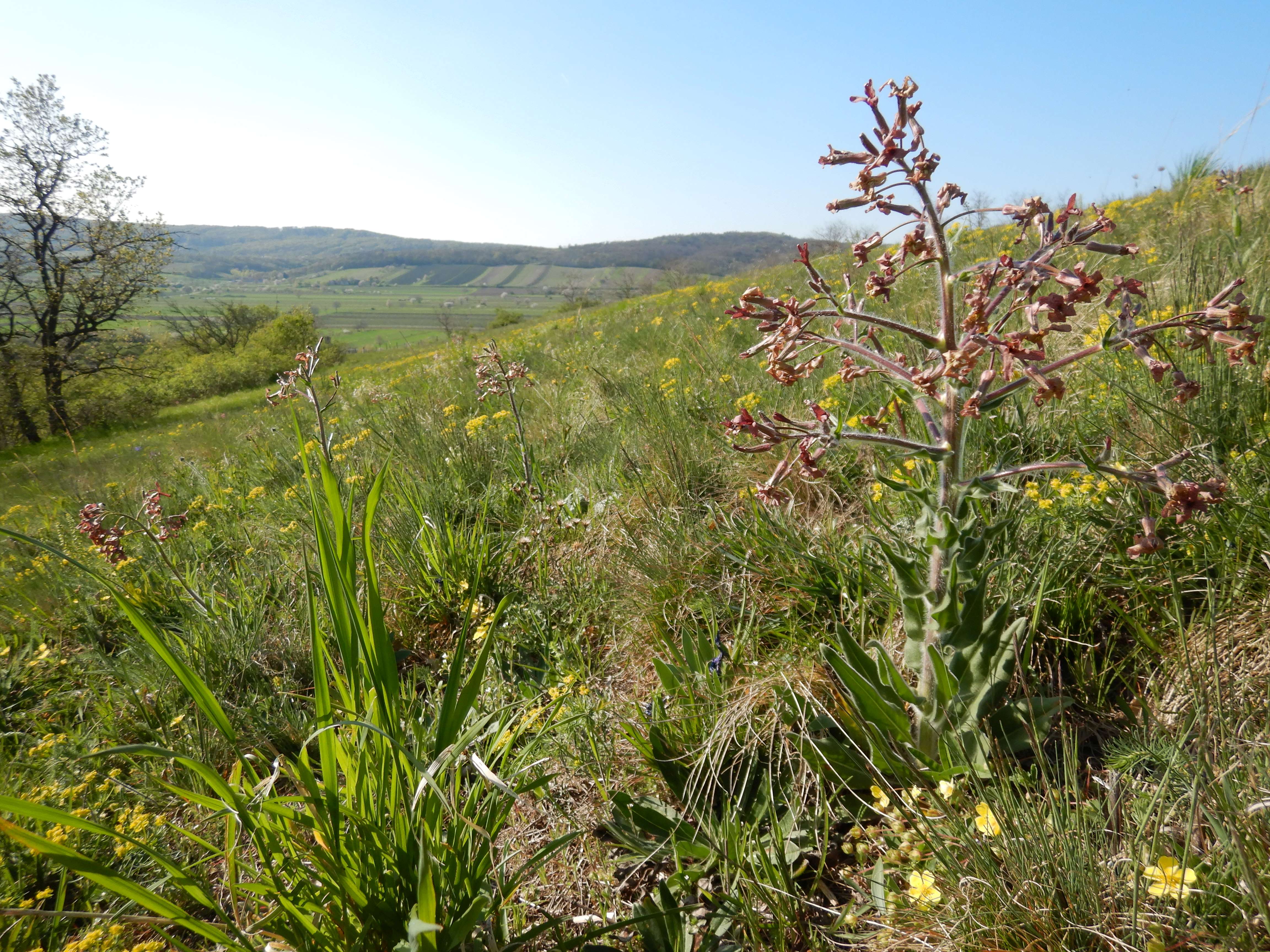 DSCN0369 hesperis tristis jungerberg.jpg