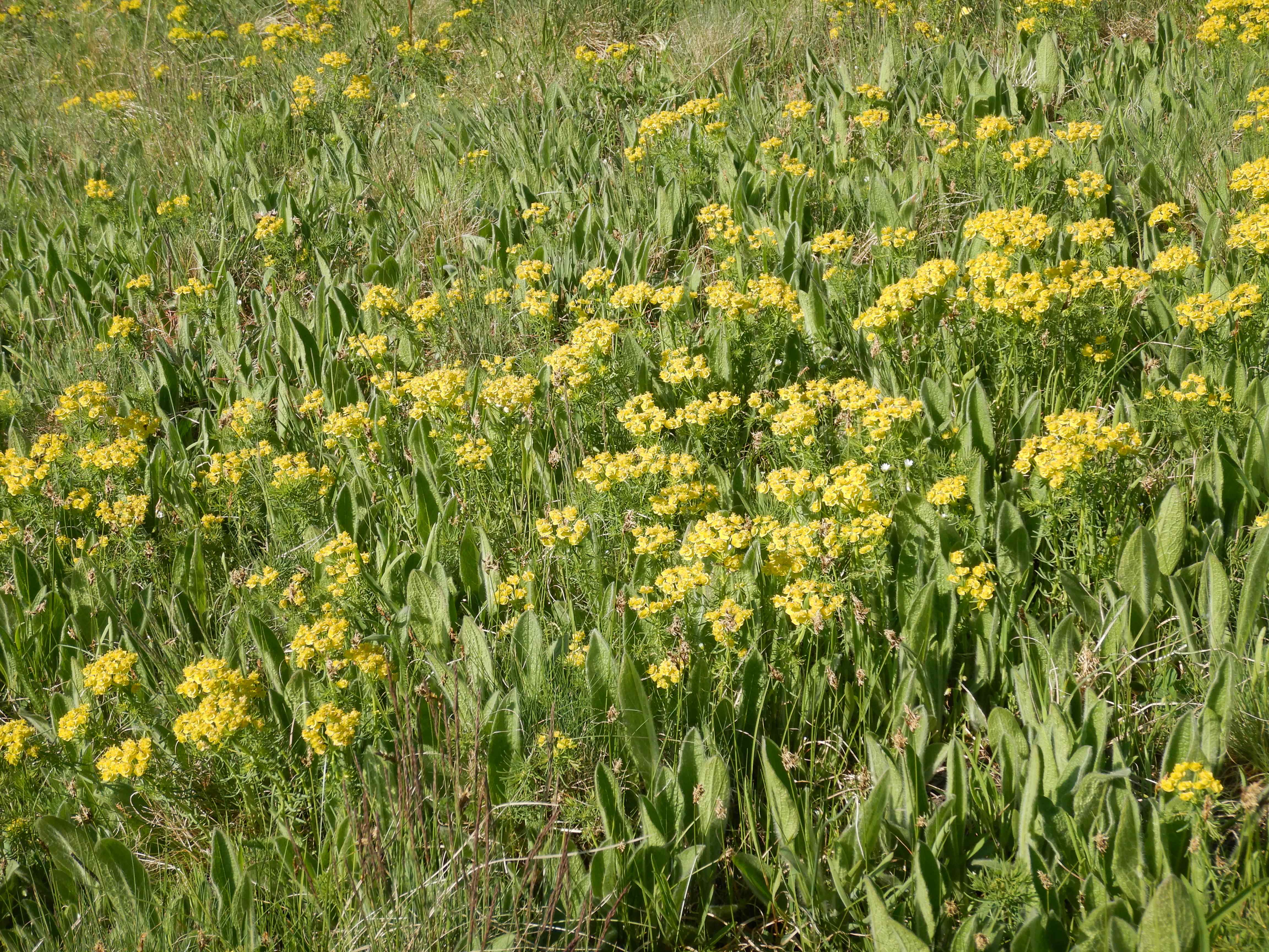 DSCN0373 euphorbia cyparissias, pentanema oculus-christi.jpg