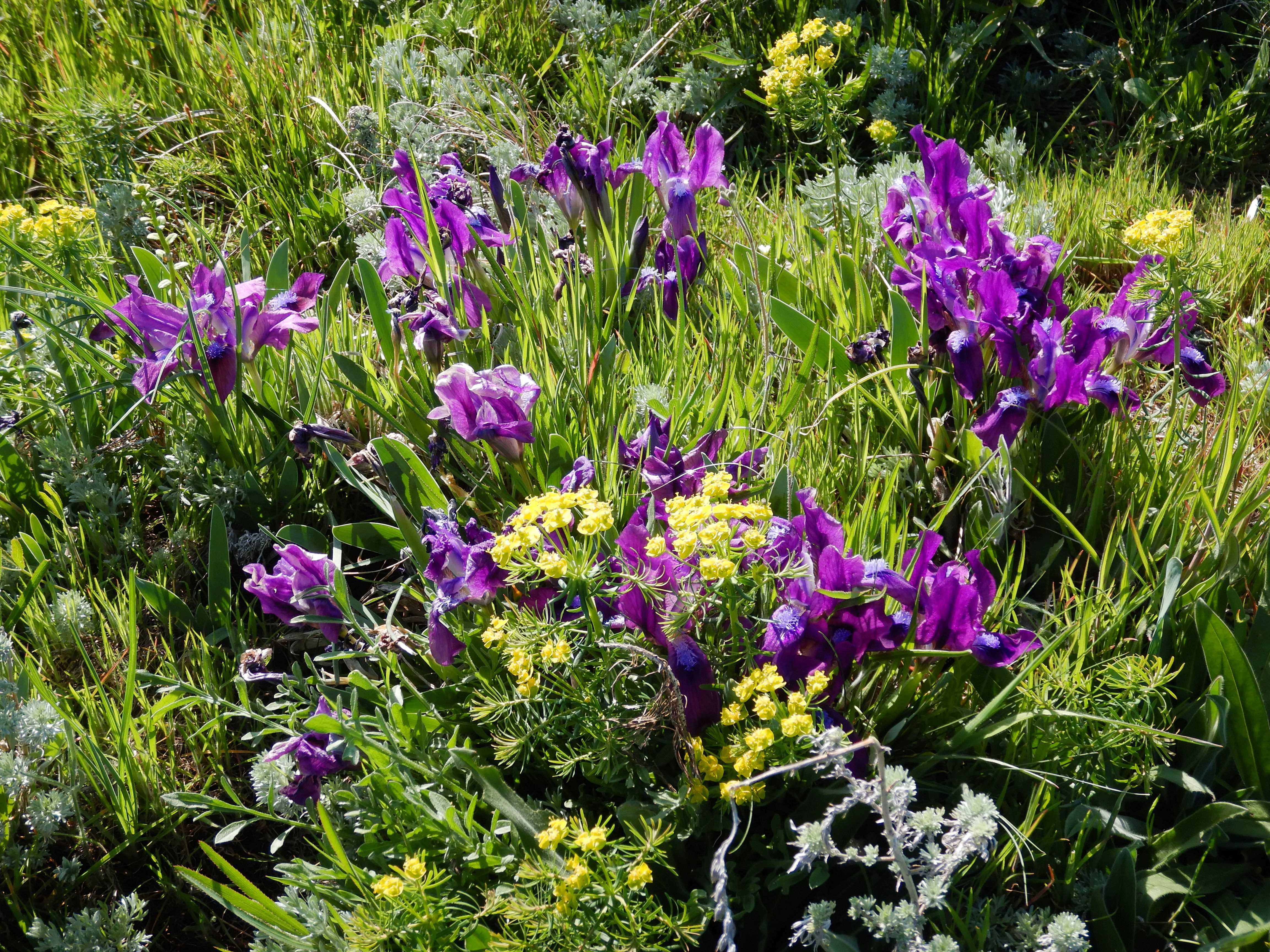 DSCN0377 iris pumila überall.jpg