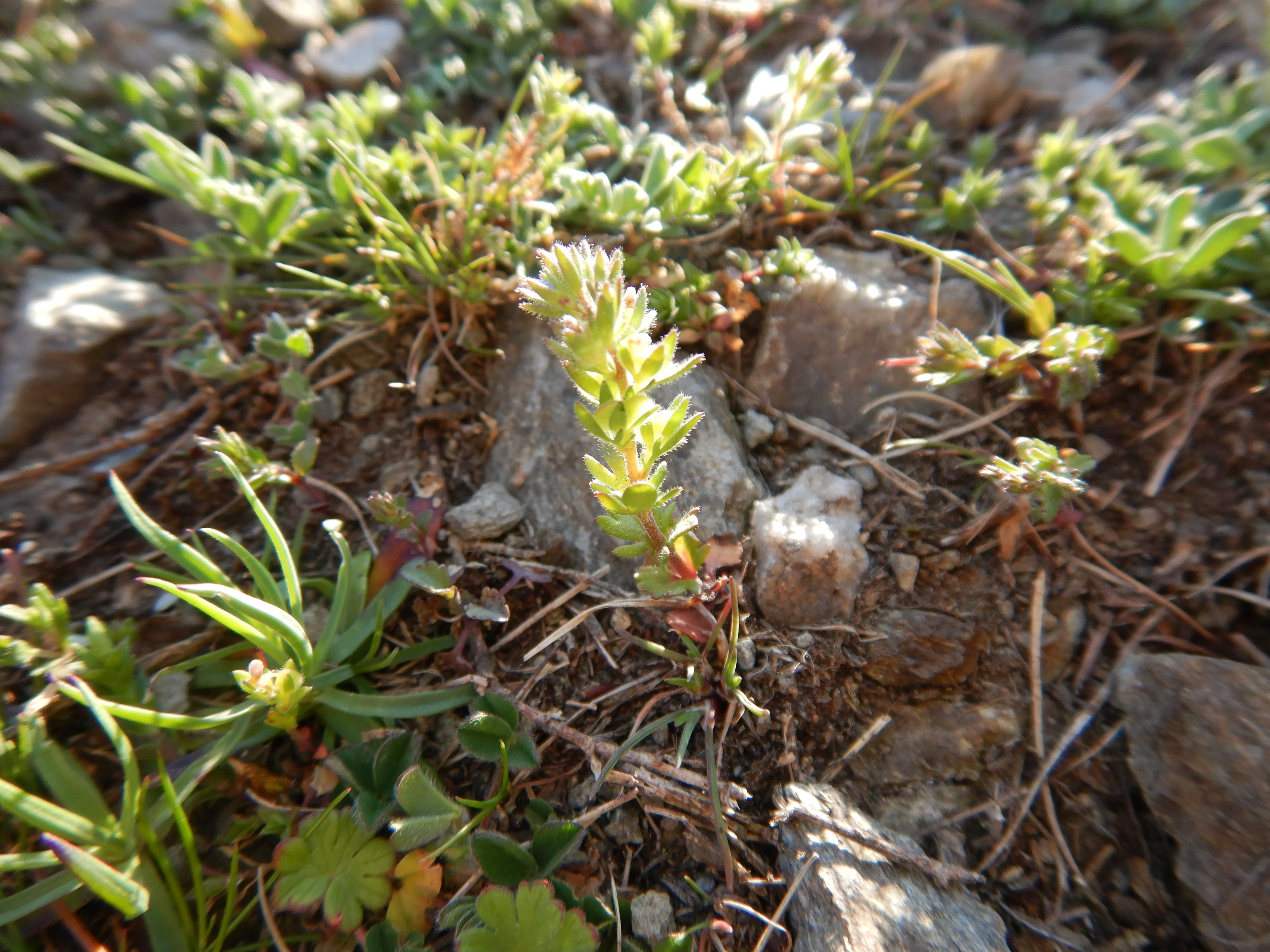 DSCN0441 veronica verna jois.jpg