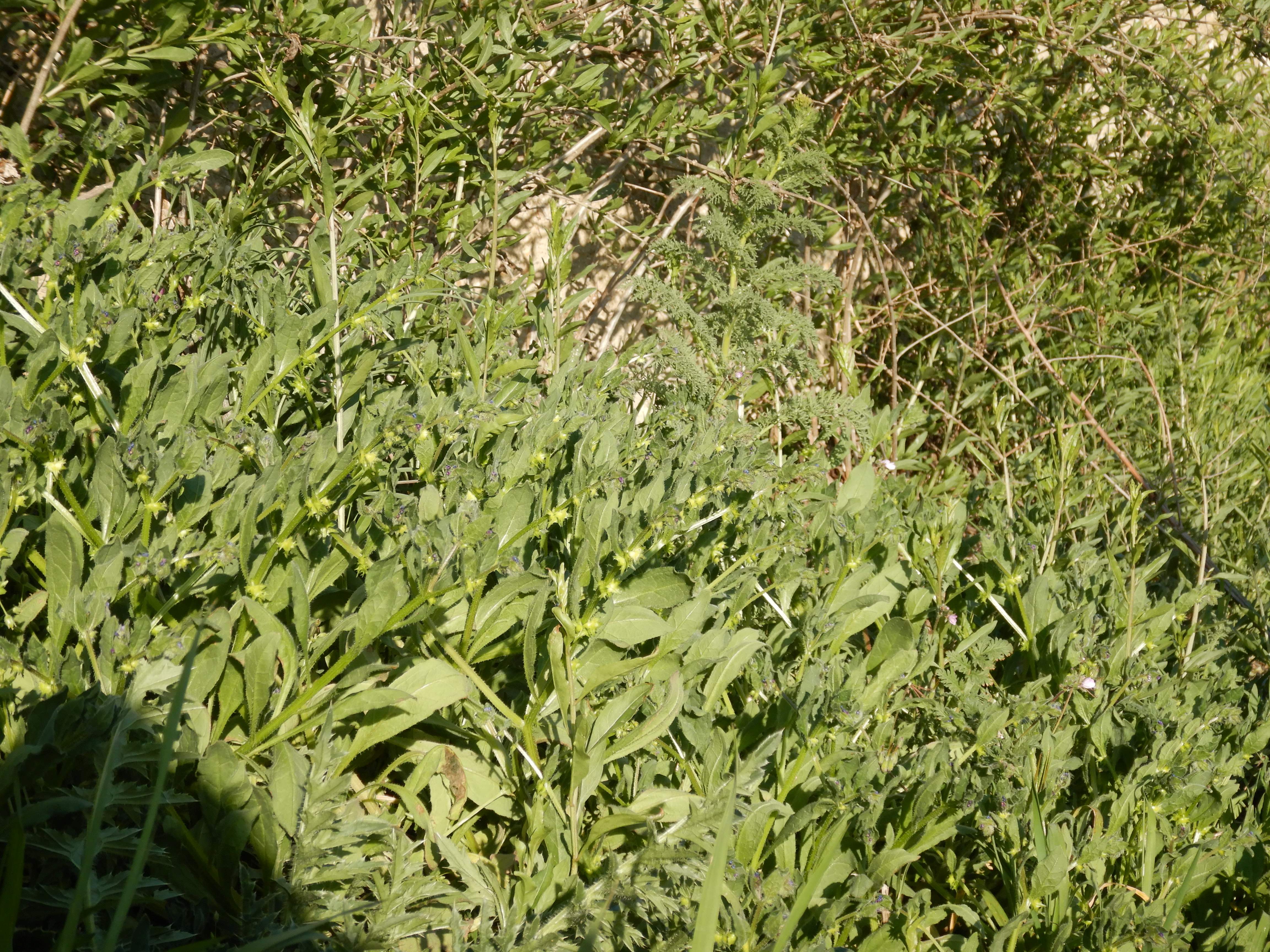 DSCN0460 asperugo procumbens jois.jpg