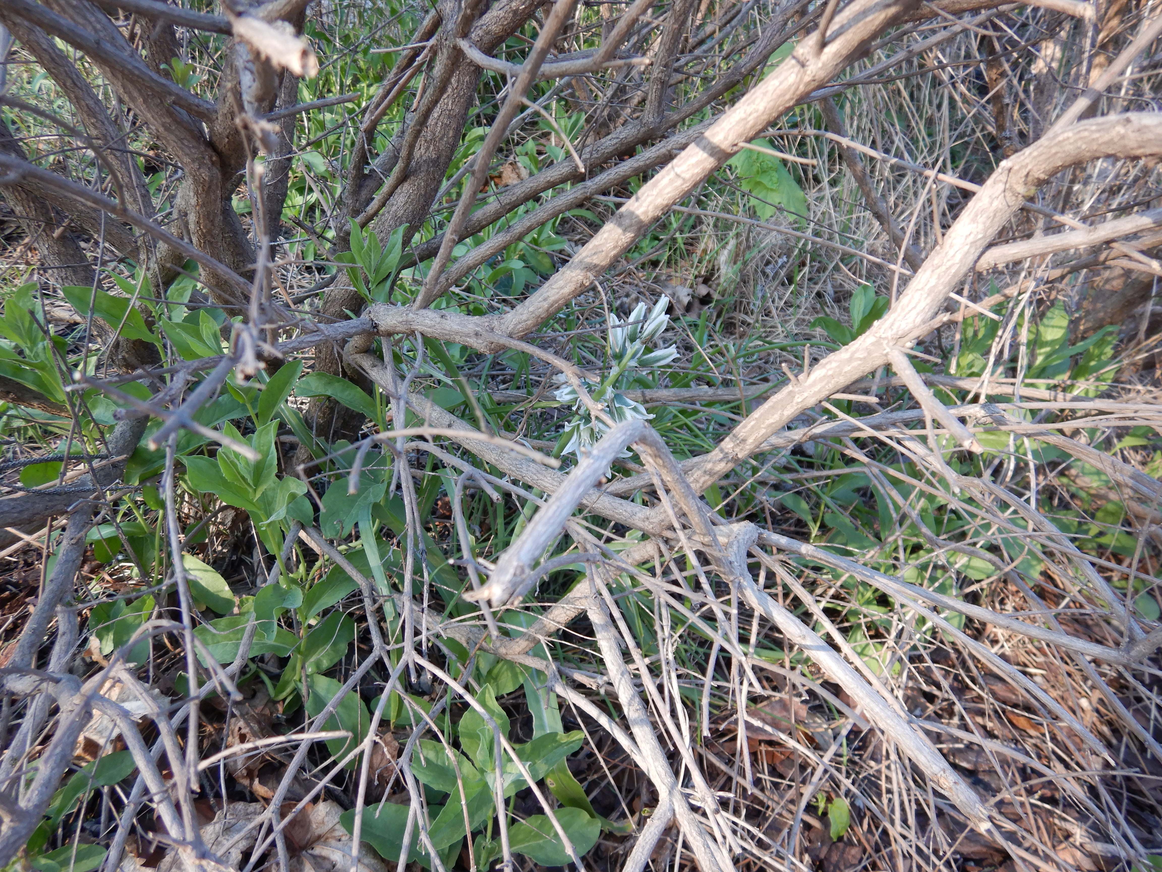 DSCN0464 honorius boucheanus jois.jpg