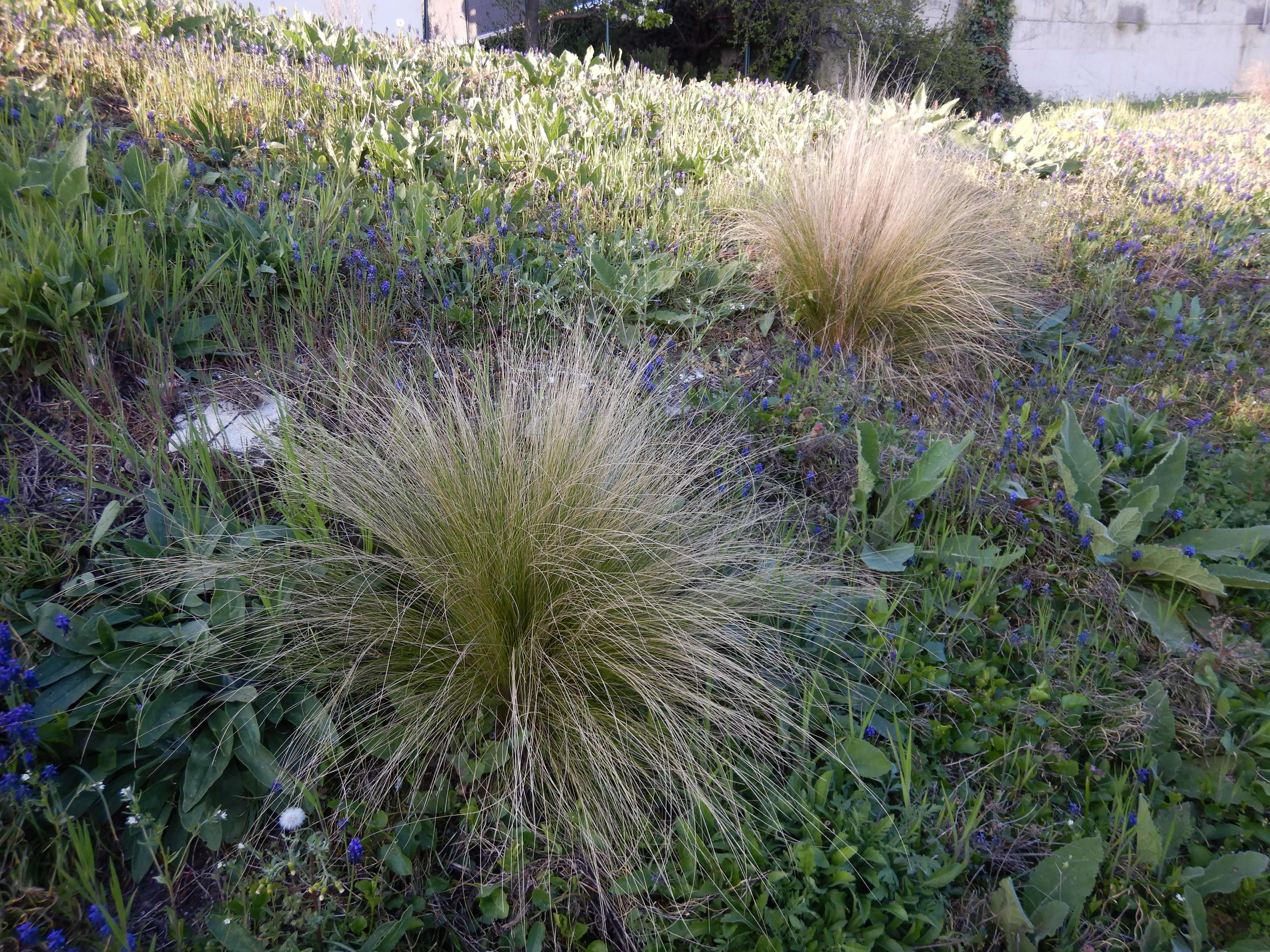 DSCN0472 name vergessen jois.jpg