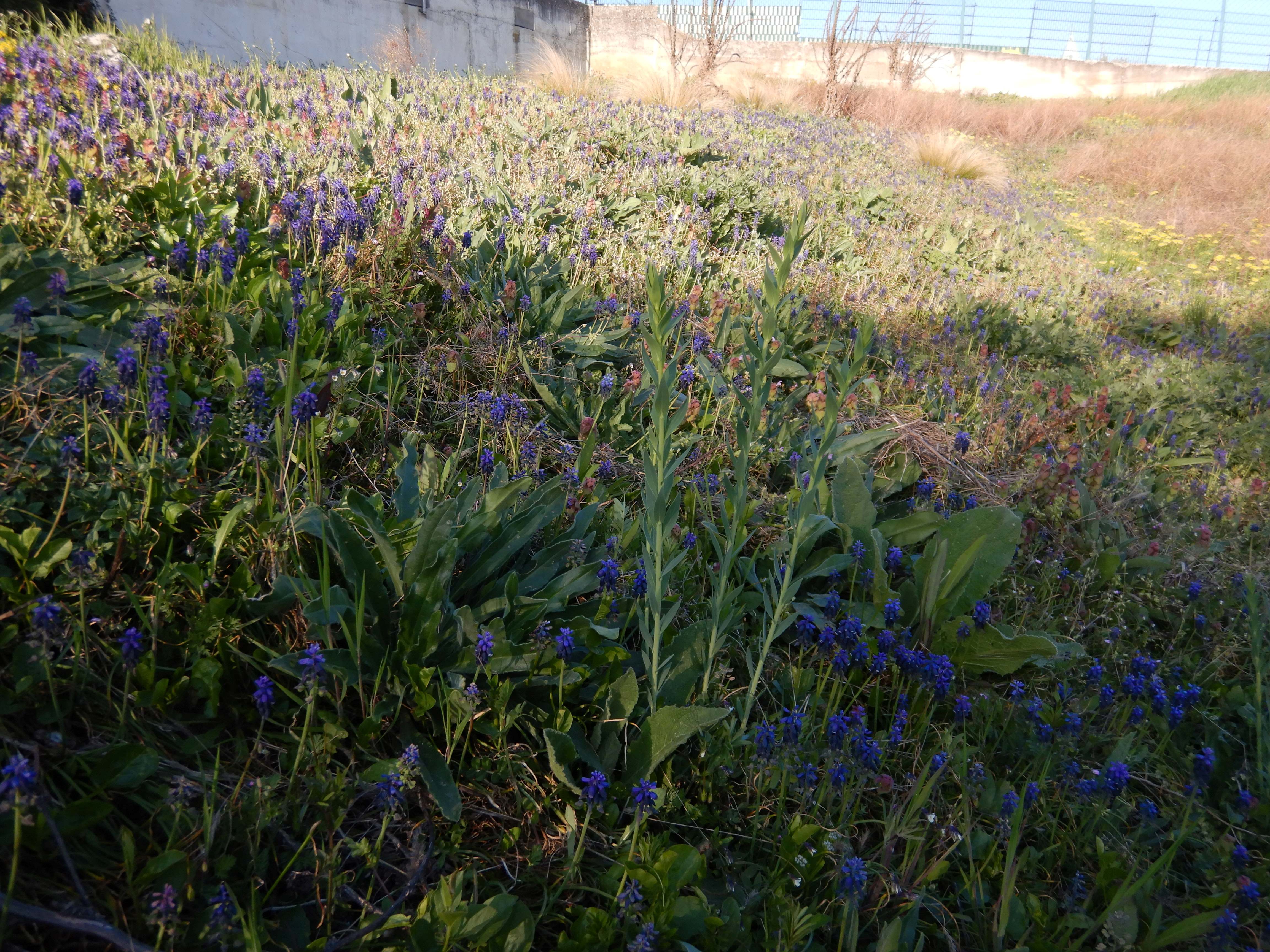 DSCN0475 muscari neglectum etc. jois.jpg