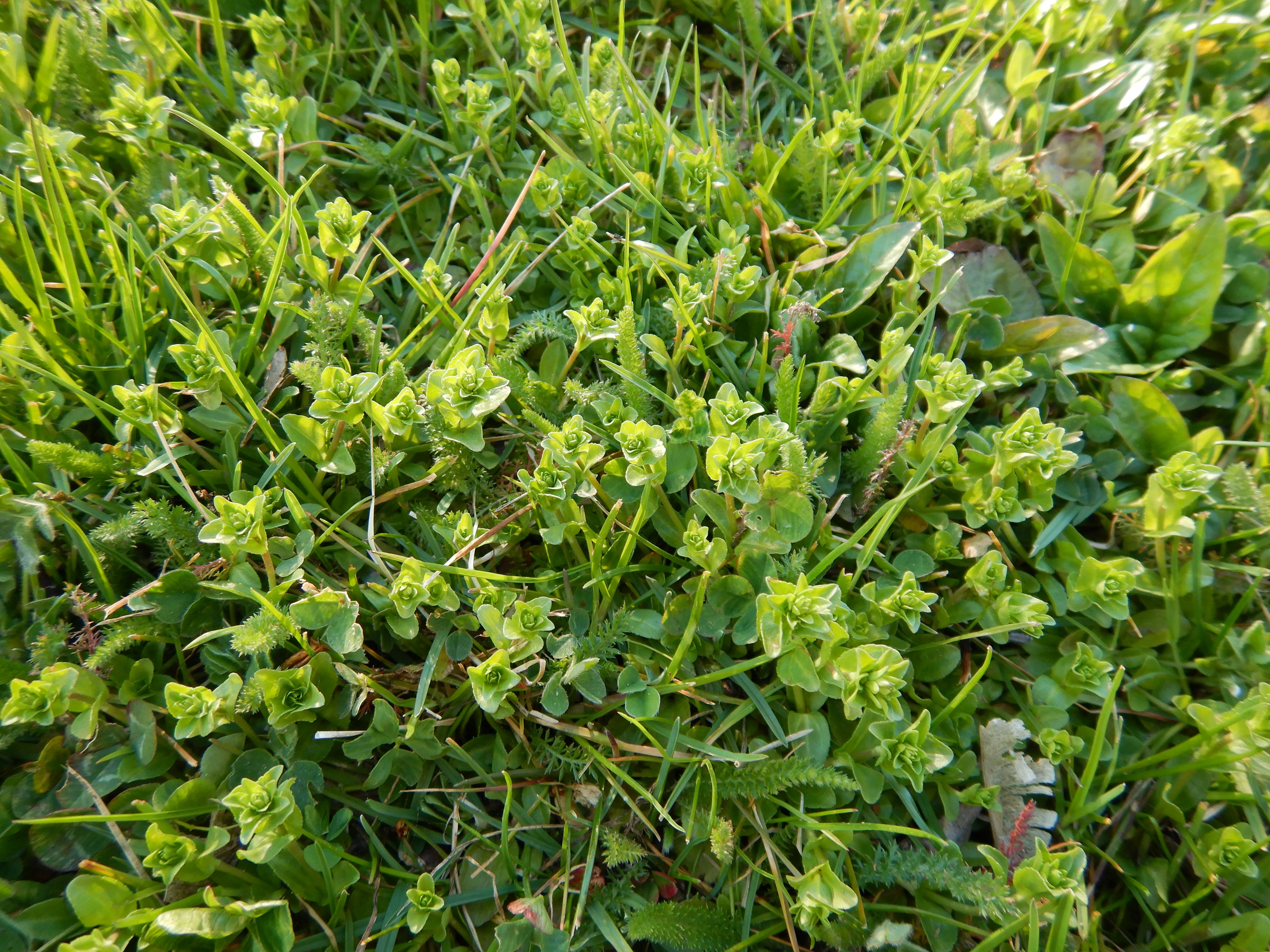 DSCN0478 veronica serpyllifolia jois.jpg