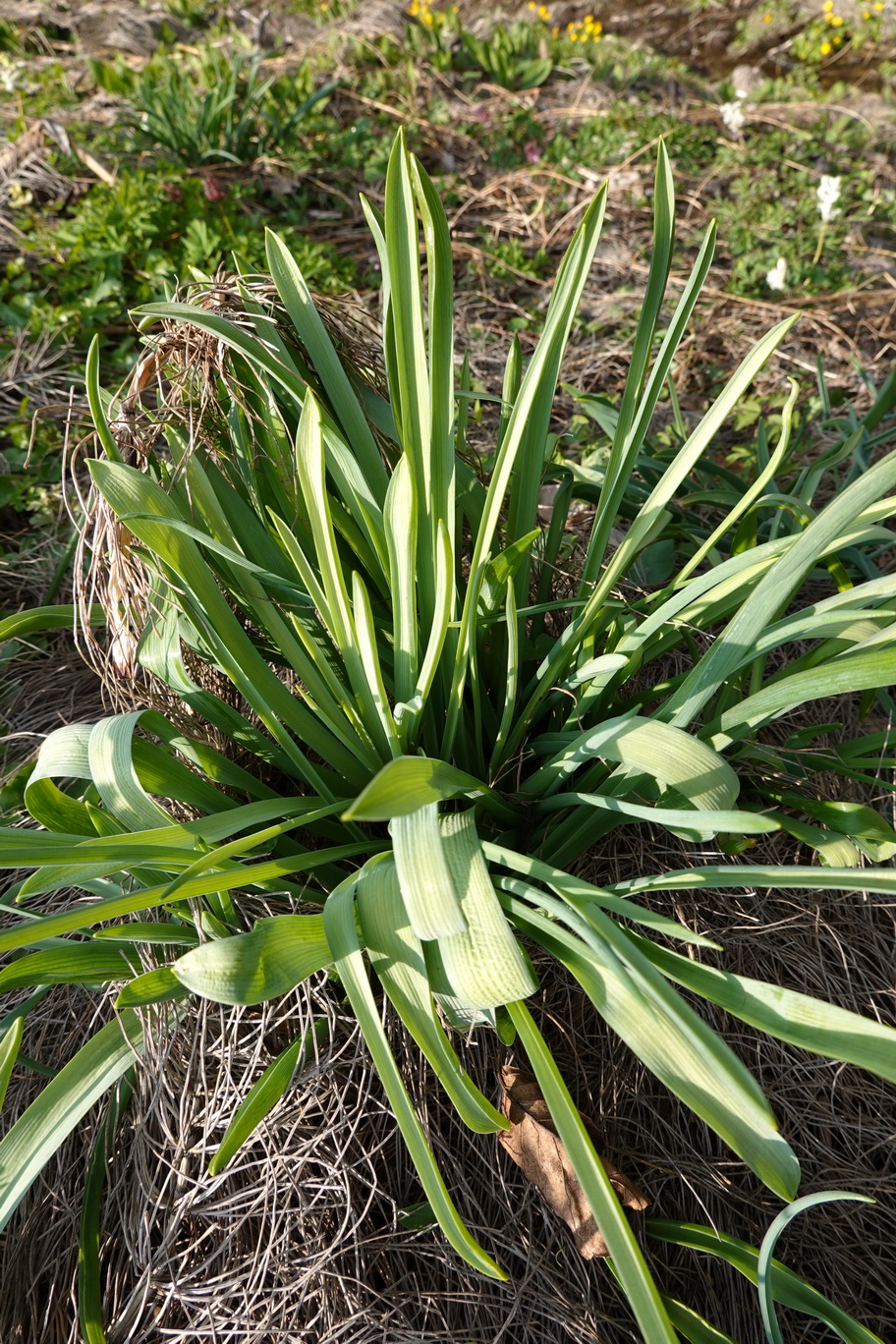 Muscari.comosum.St-Bubenbergbach.b.Spielfeld. 20.Mär.26.JPG