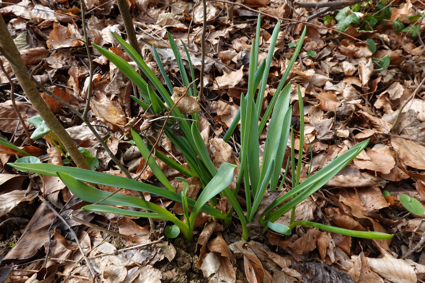 Muscari.comosum.St-Hochgraßnitzberg-Platschberg.Placki.vrh.bei.Spielfeld.15.Mär.26.JPG