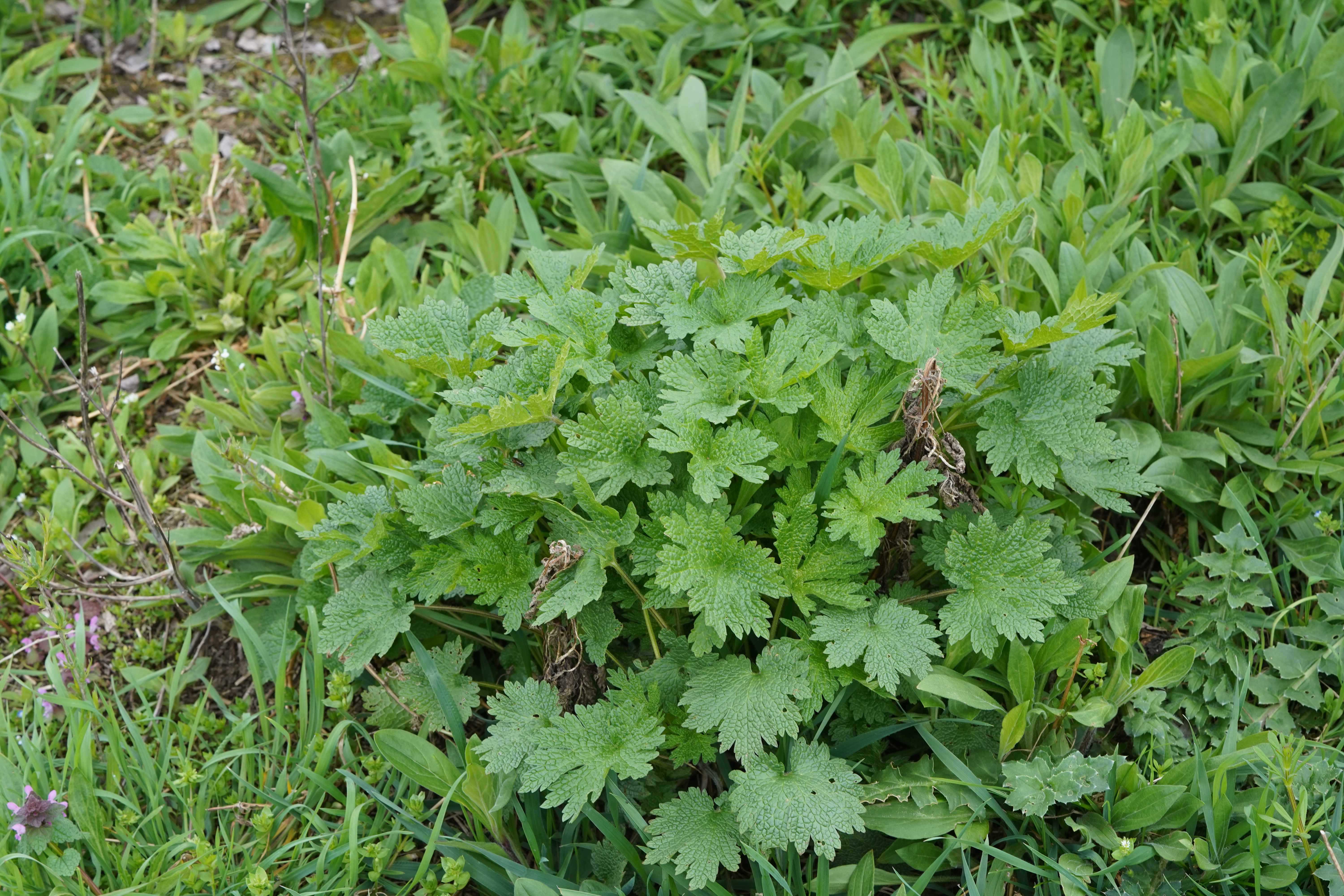 DSC01417-min.JPG