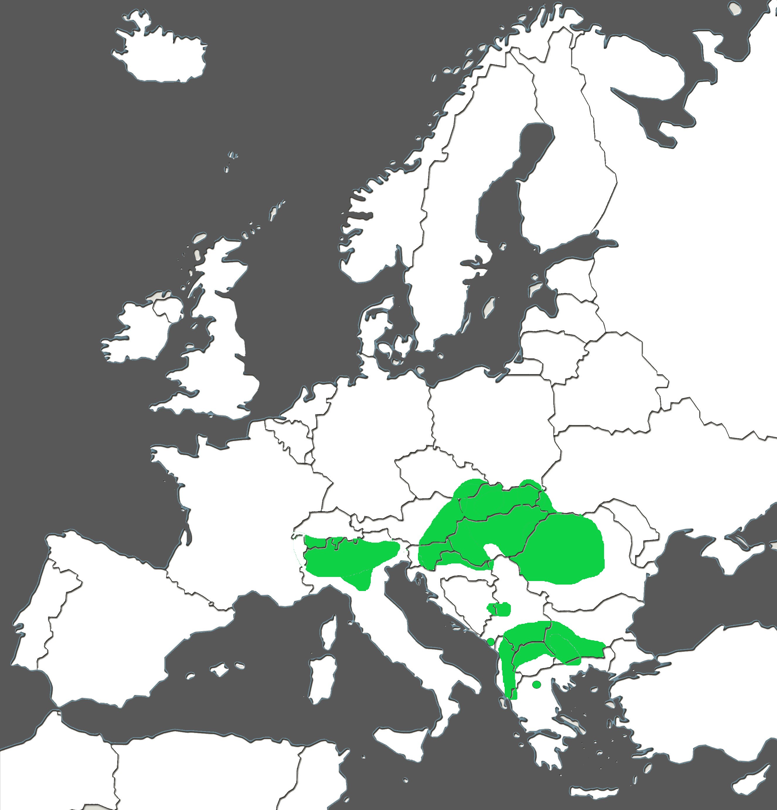 Cardamine matthioli..jpg