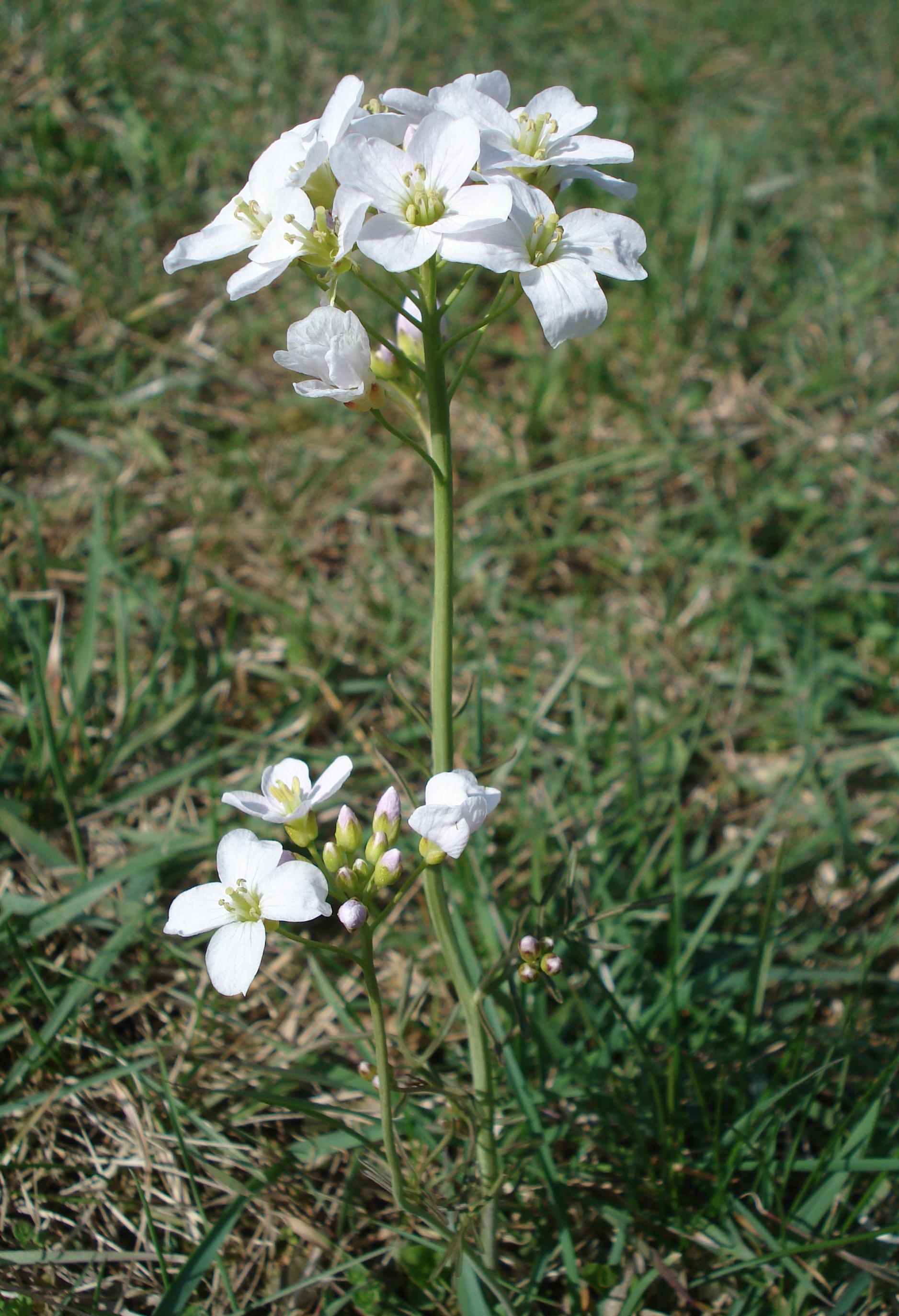 Cardamine.matthioli.St -Großsteinbach.JPG