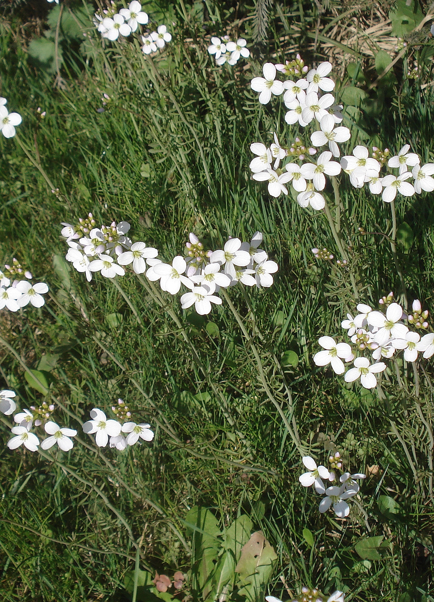 Cardamine.matthioli.St-Enzelsdorf.b.Fernitz. 6.Apr.23.JPG