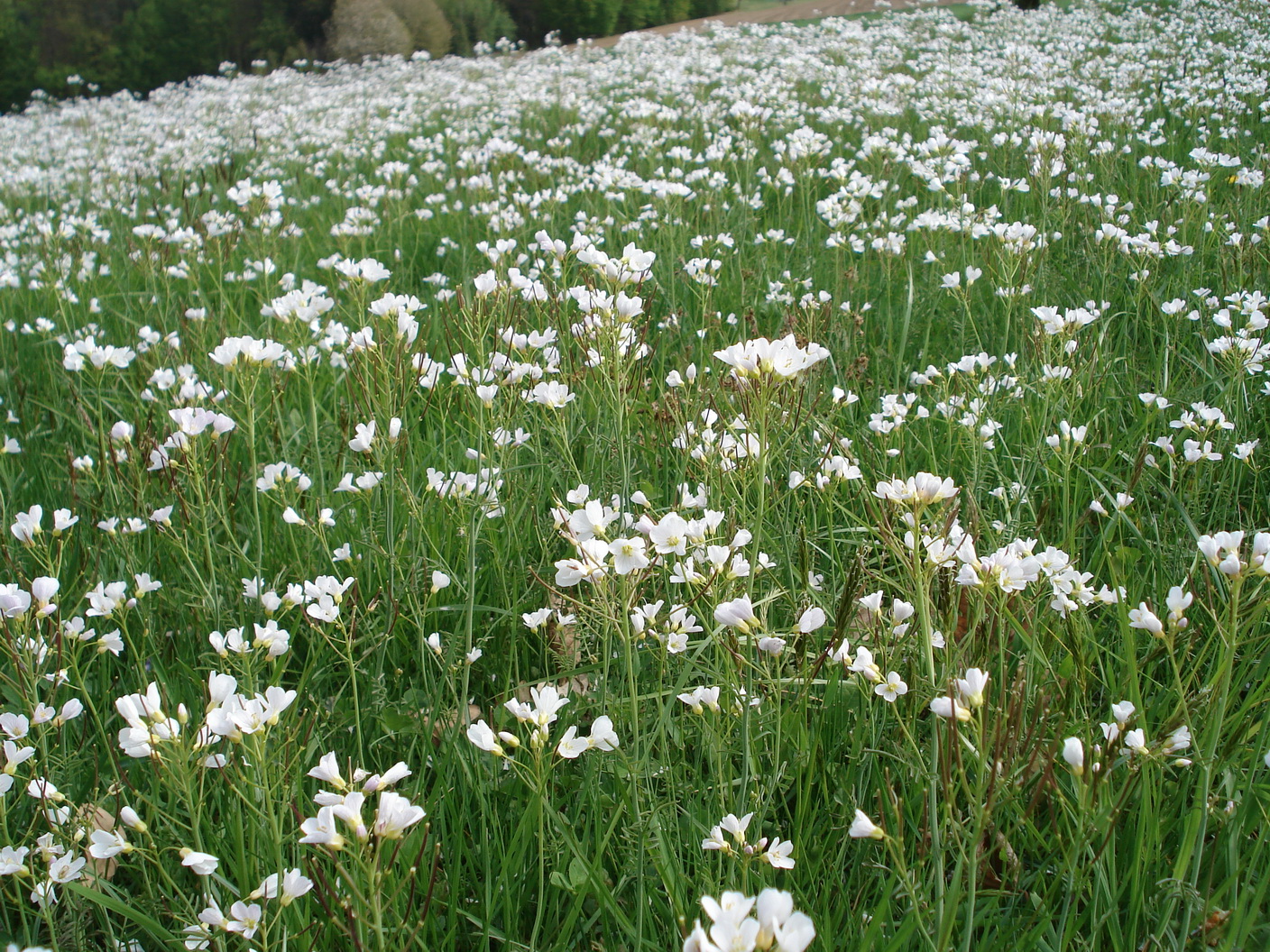 Cardamine.matthioli. St-Stadtbergen.jpg