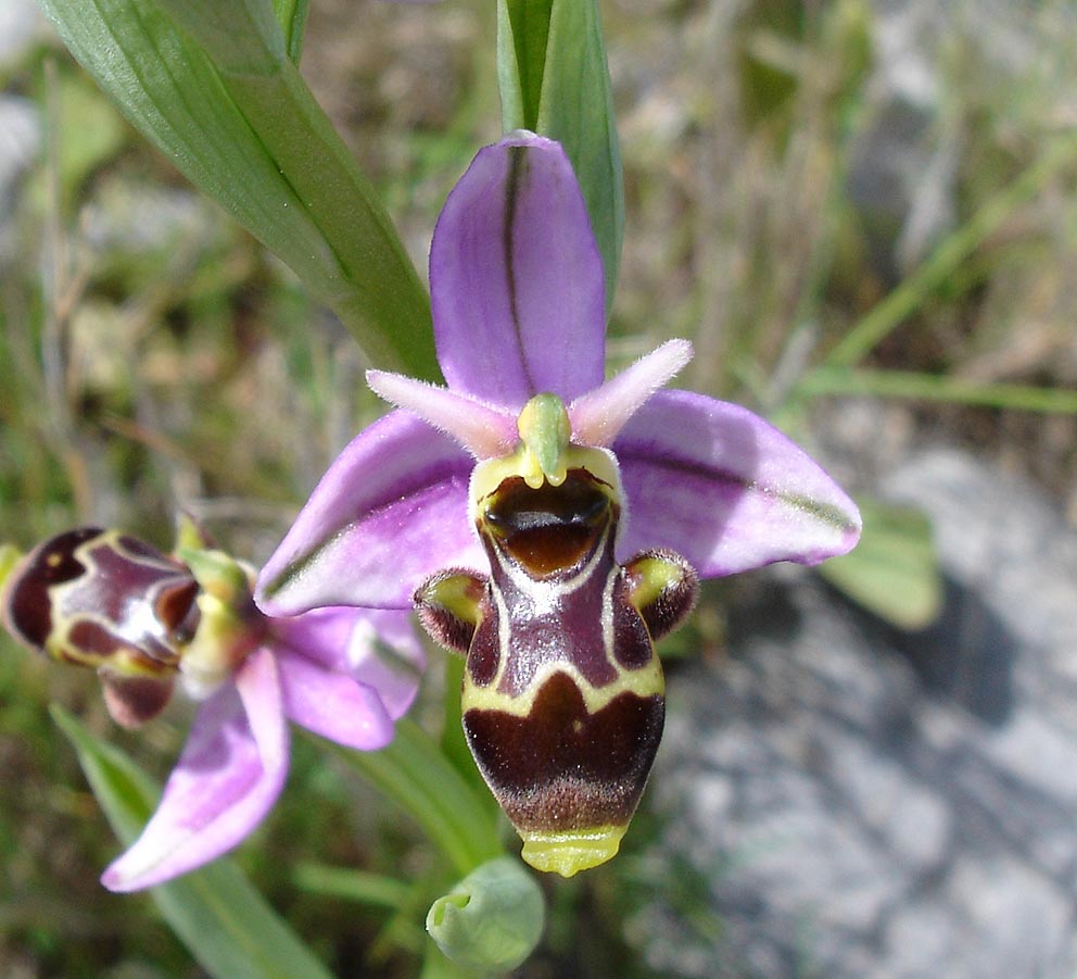 Ophrys_scolopax5.jpg