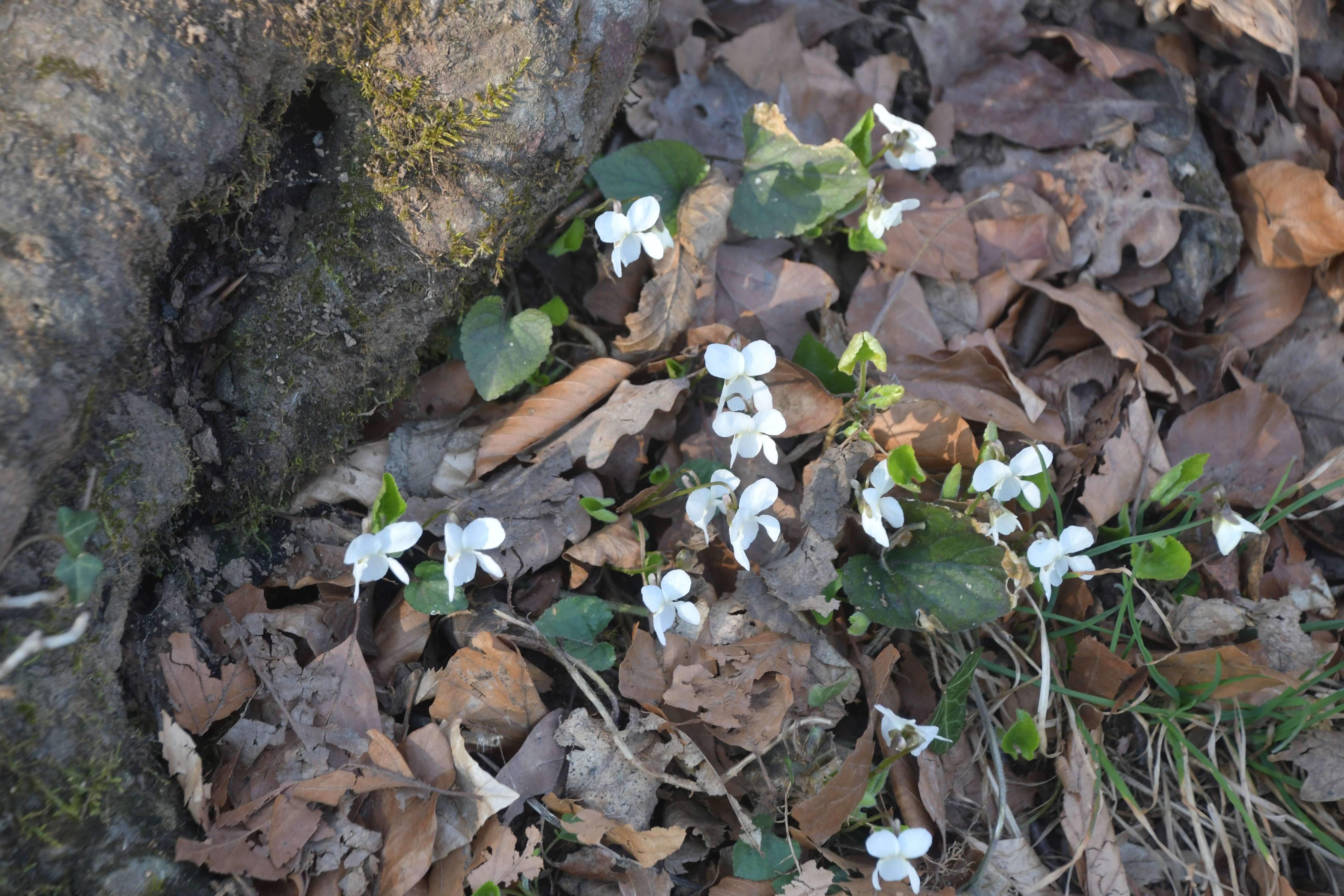 Kltg - 13032026 - (19) - Weg kl. Sattel - Kugelwiese - Viola alba subsp. scotophylla - Violettsporn-Weiß Veilchen.JPG