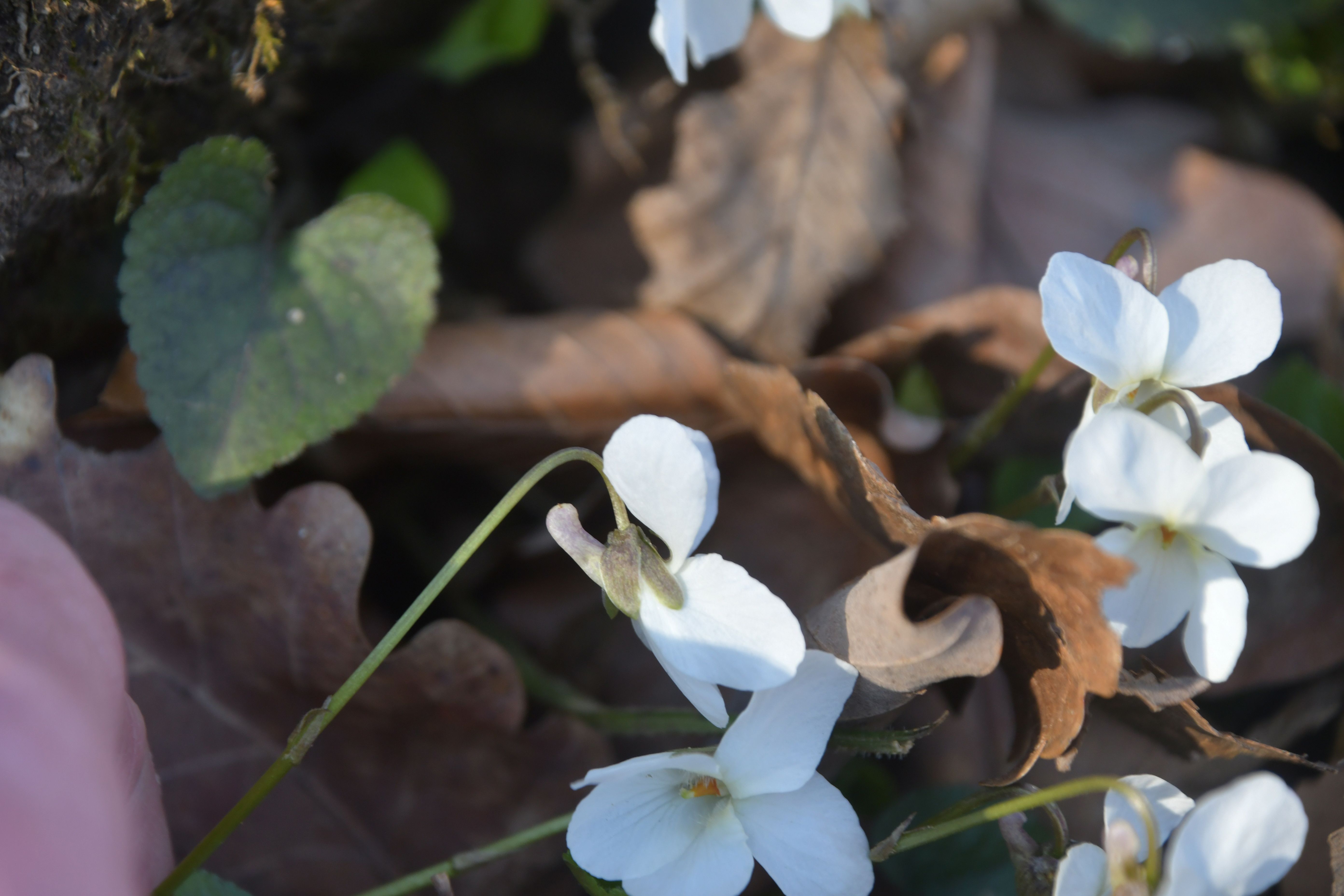 Kltg - 13032026 - (20) - Weg kl. Sattel - Kugelwiese - Viola alba subsp. scotophylla - Violettsporn-Weiß Veilchen.JPG