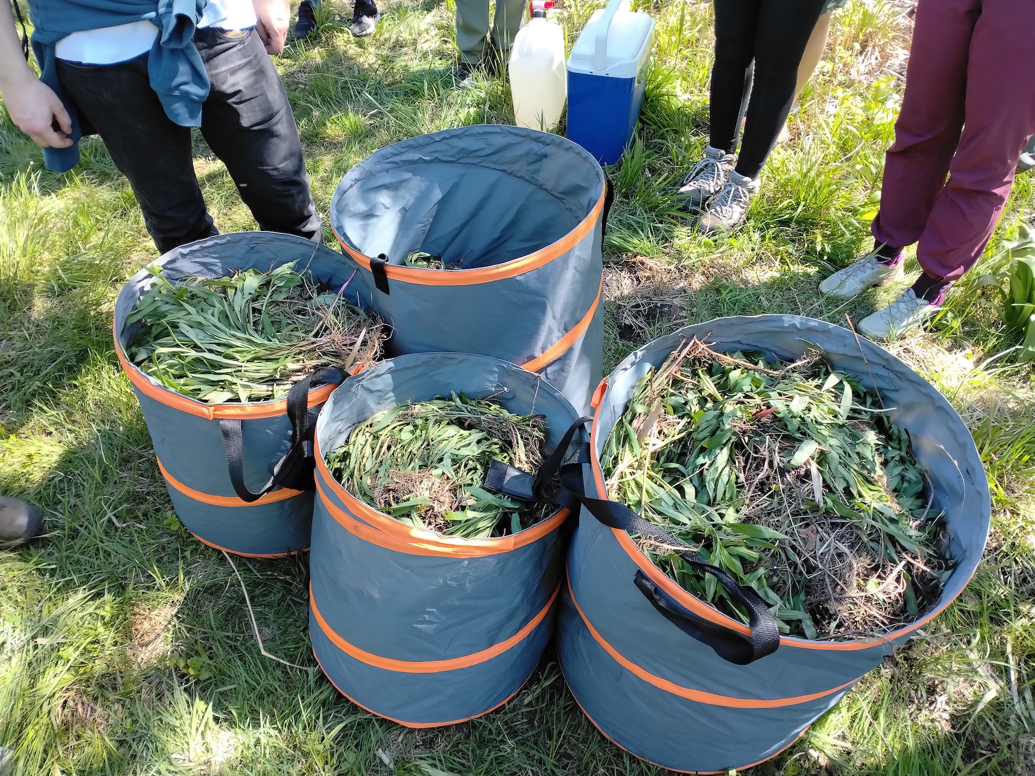 pflegeeinsatz schwertlilienwiese moosbrunn_20260425_124441.jpg