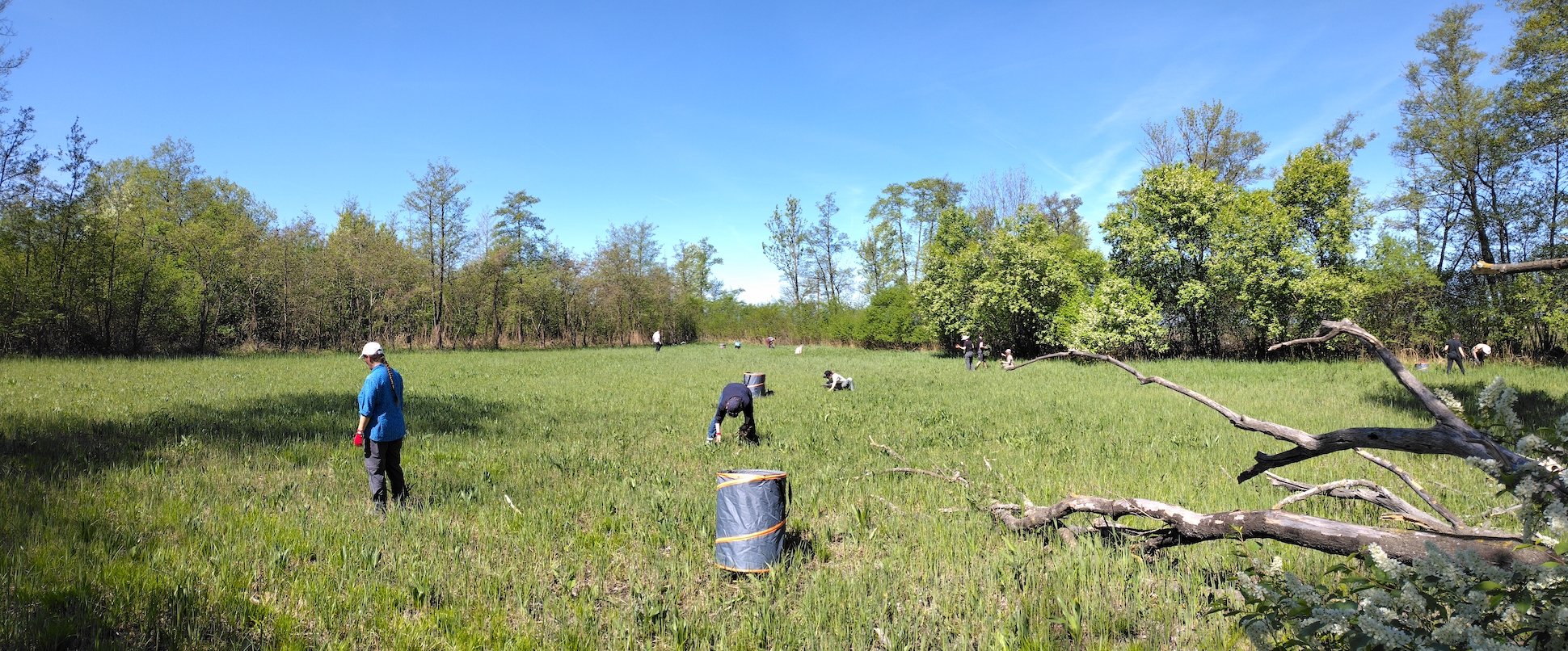 pflegeeinsatz schwertlilienwiese moosbrunn_20260425_111127.jpg