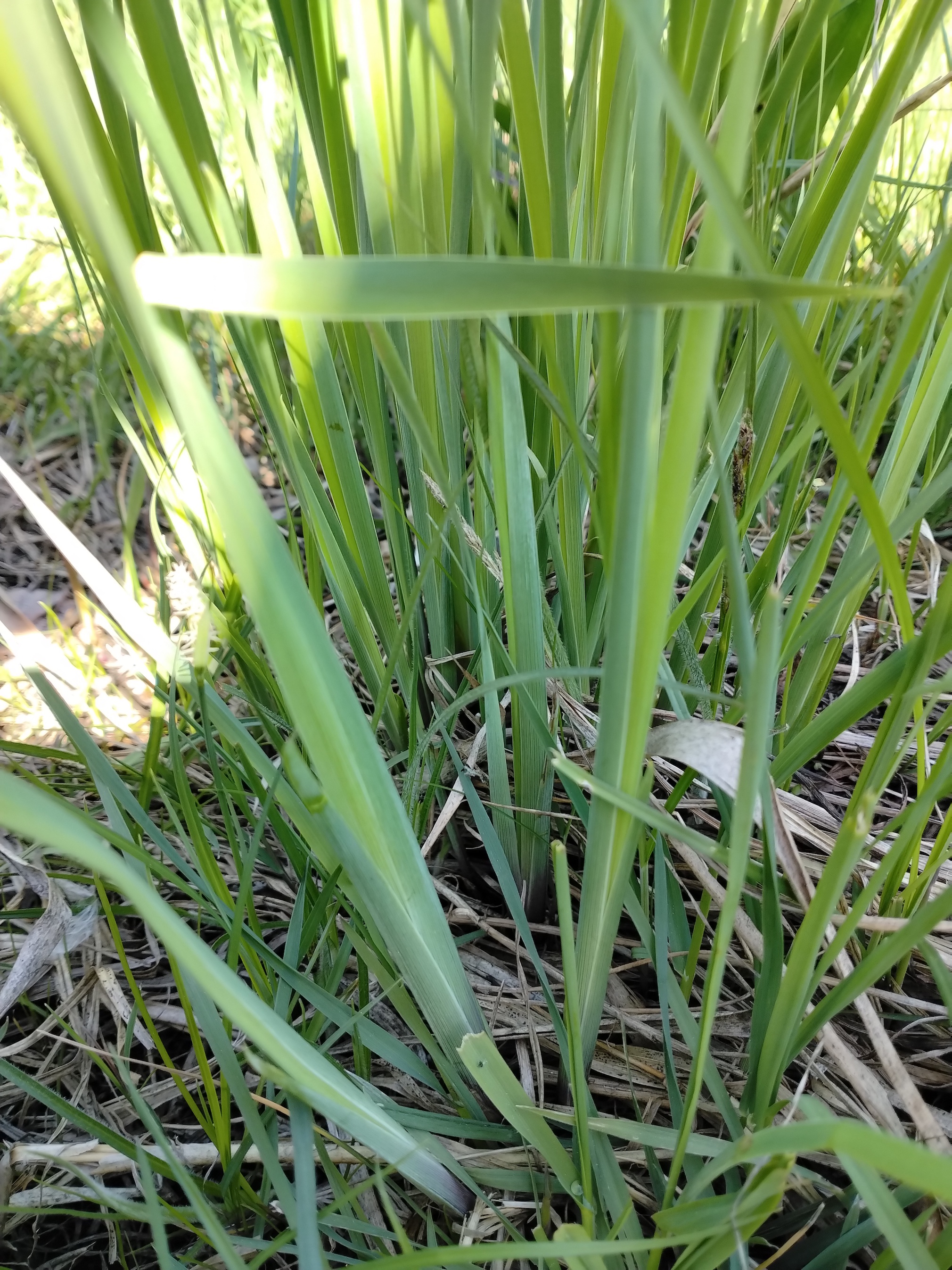 iris sibirica schwertlilienwiese moosbrunn_20260425_103320.jpg
