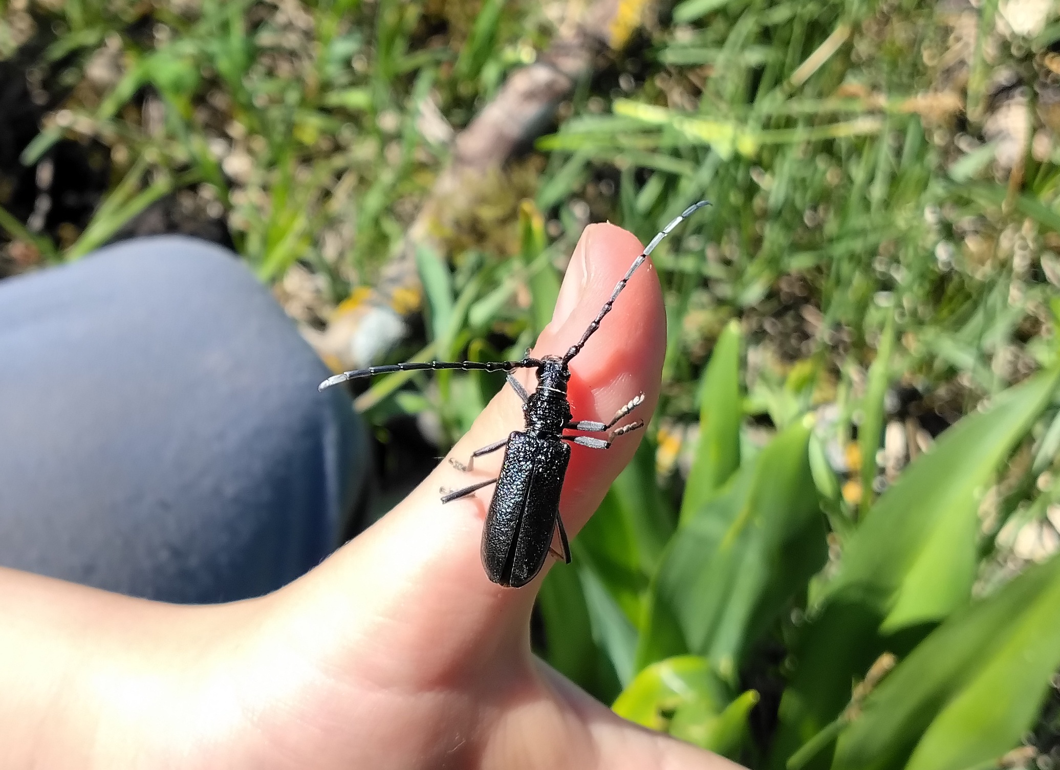 cerambyx scopolii schwertlilienwiese moosbrunn_20260425_111503.jpg