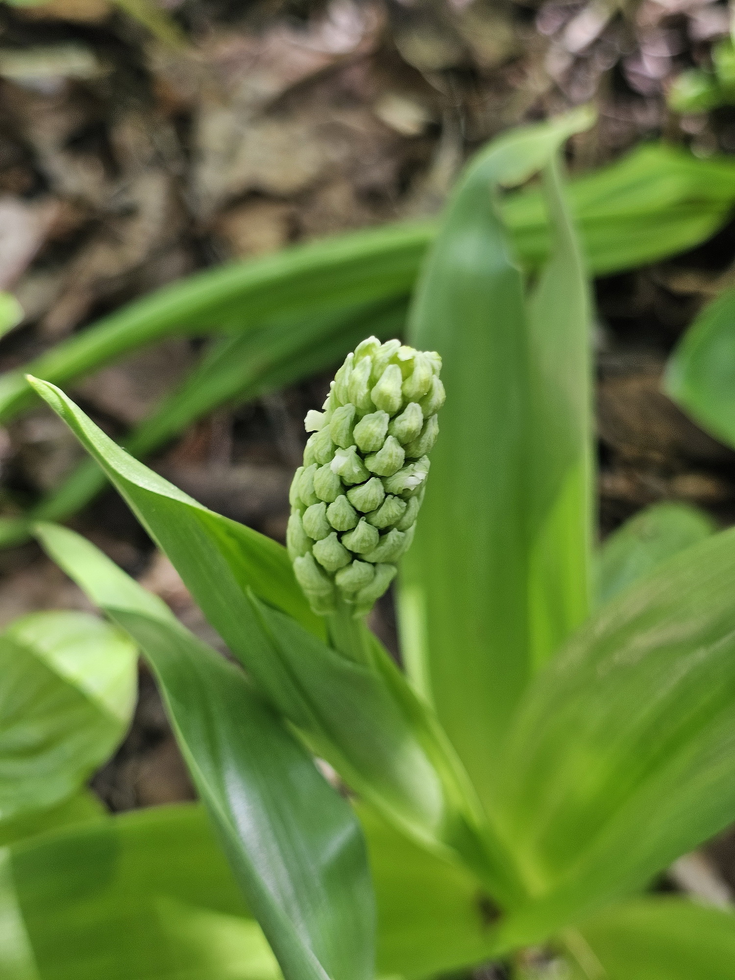Albino Orchis purpurea.jpg